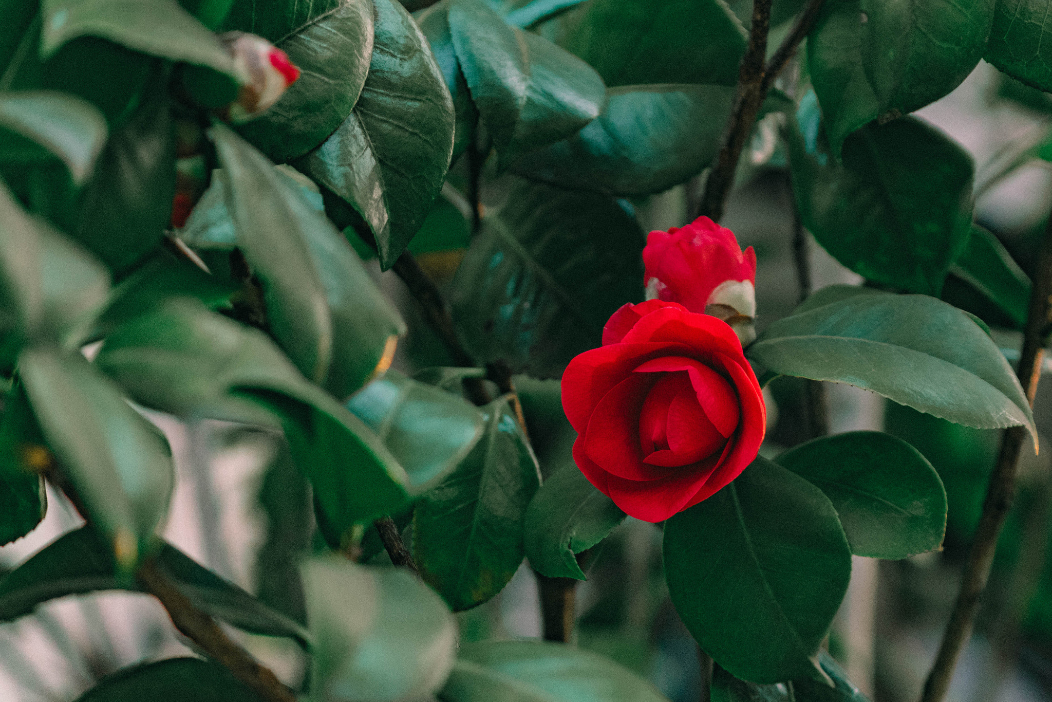 Sony a6300 + Sony FE 70-200mm F4 G OSS sample photo. Miss camellia，may i know your lipstick color？ photography