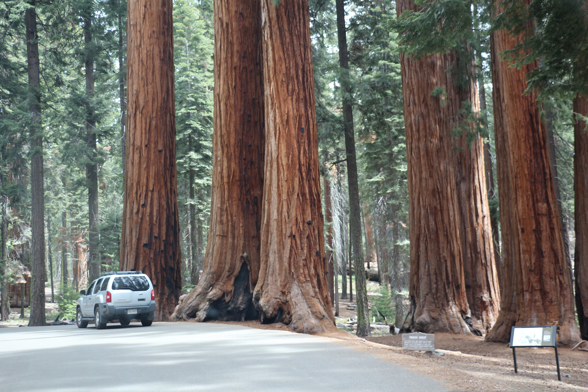 Canon EOS 650D (EOS Rebel T4i / EOS Kiss X6i) sample photo. Big tree photography
