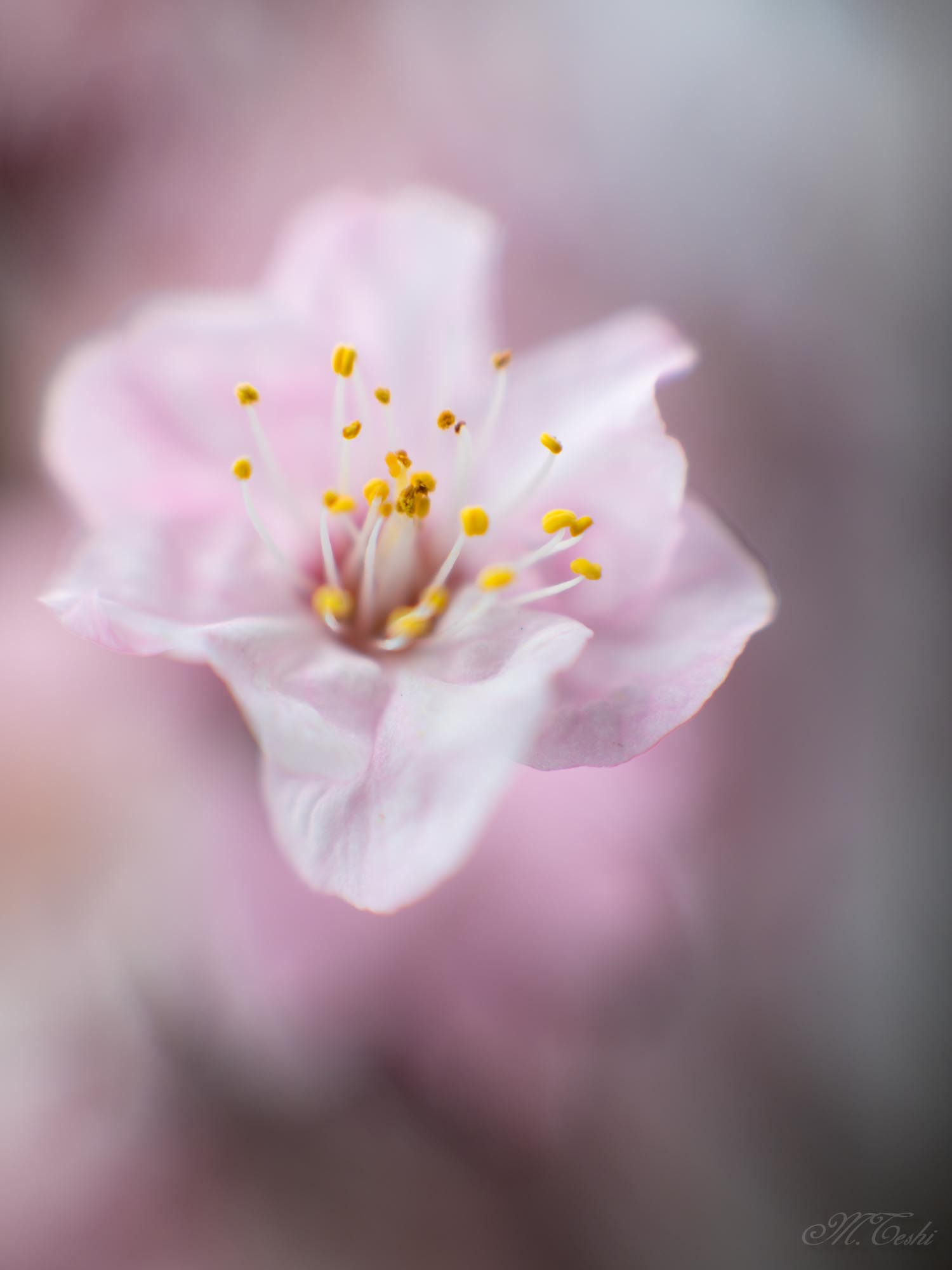 Canon EF 85mm F1.2L II USM sample photo. Apricot blossoms 2017-5 photography