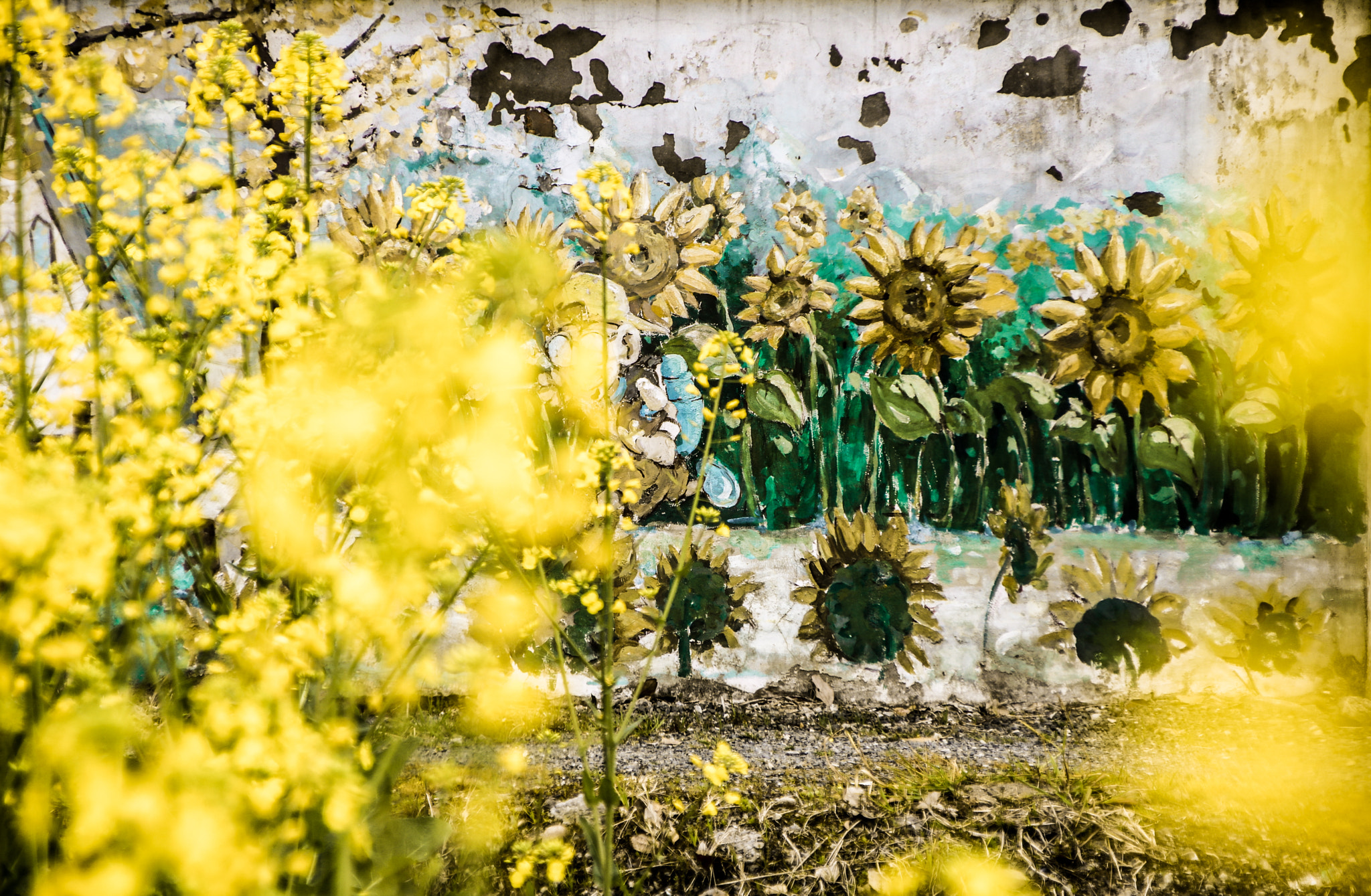 Canon EOS 750D (EOS Rebel T6i / EOS Kiss X8i) + Canon TS-E 90mm F2.8 Tilt-Shift sample photo. Cole flowers and sunflowers photography