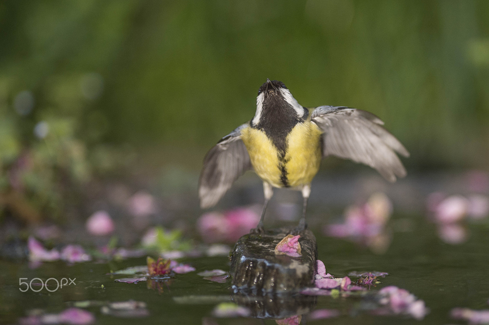 Nikon AF-S Nikkor 300mm F2.8G ED VR II sample photo. Love is in the air photography