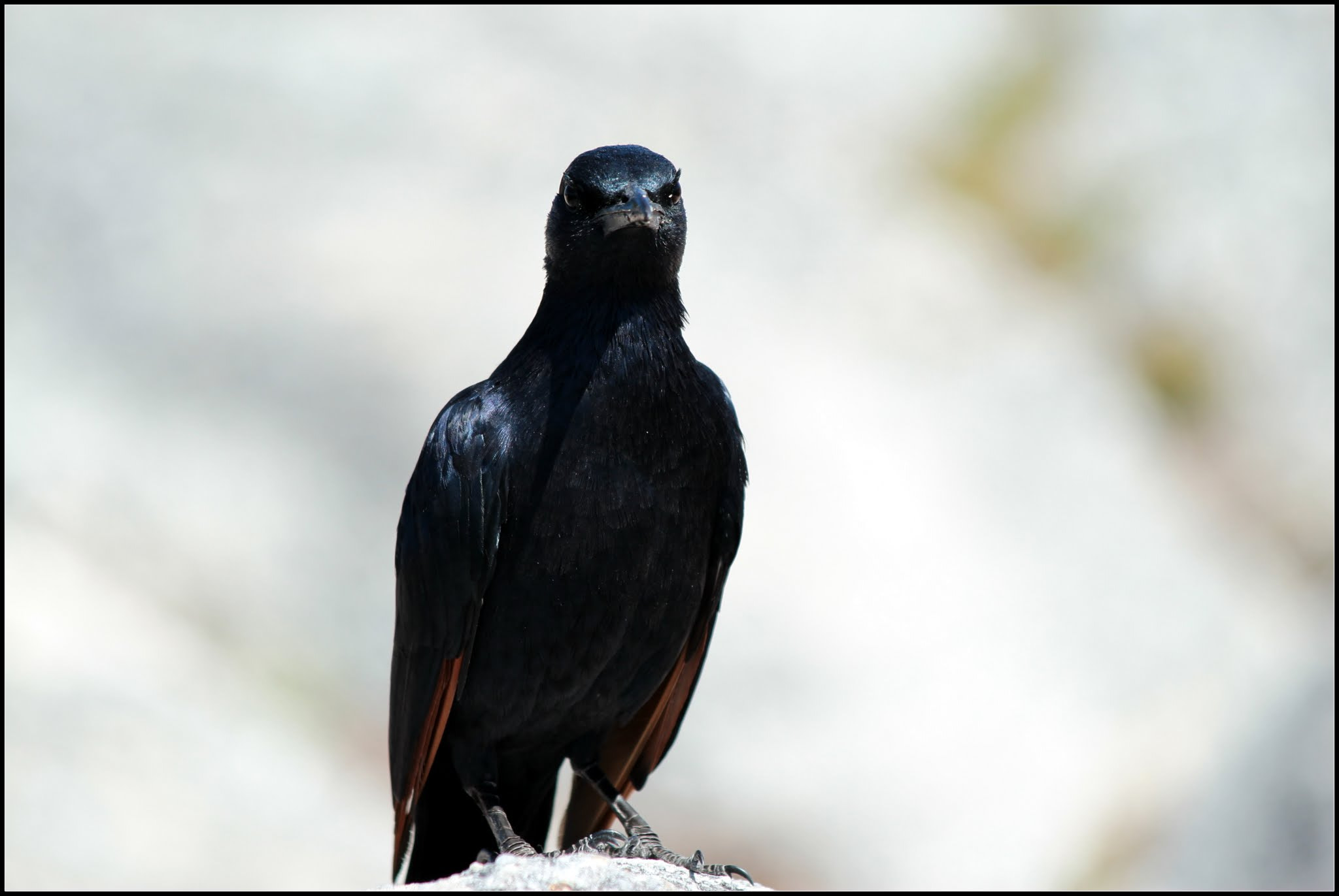 Canon EF 70-300mm F4-5.6 IS USM sample photo. Crow-table mountain photography