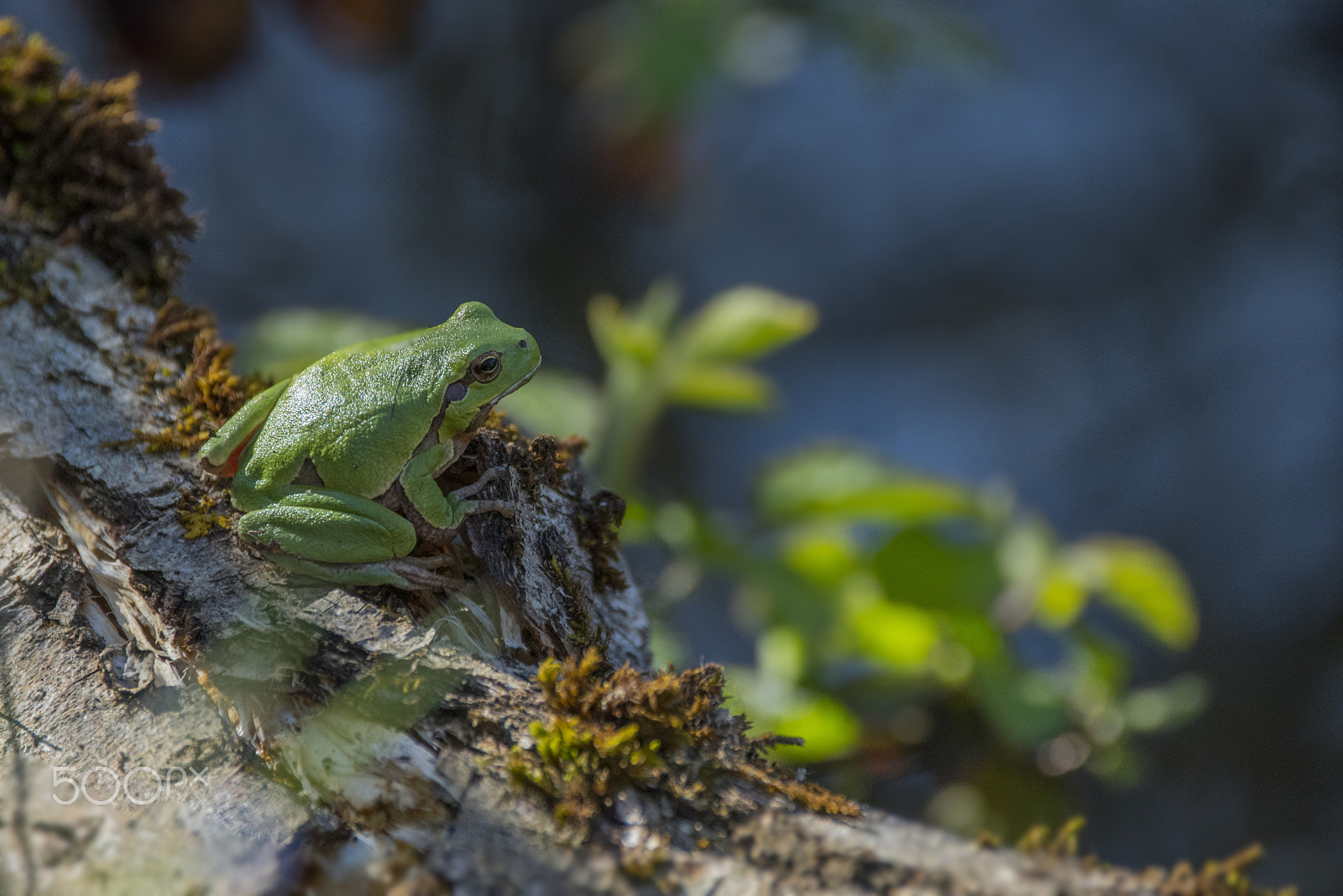 Sigma 150-600mm F5-6.3 DG OS HSM | C sample photo. Tree frog/raganella/Древесная лягушка photography
