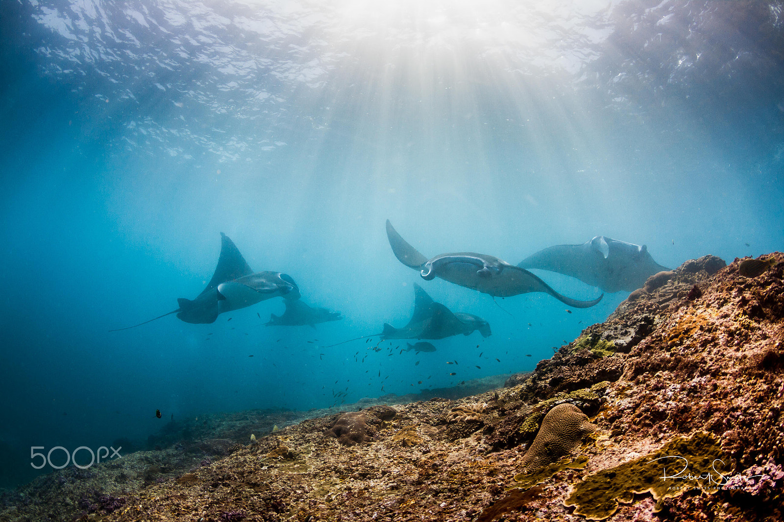 Tokina AT-X 10-17mm F3.5-4.5 DX Fisheye sample photo. Manta rays playing in the rays photography