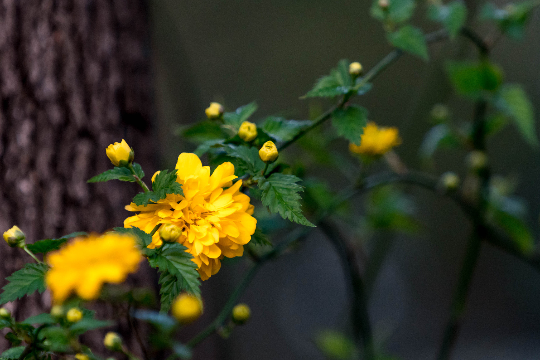 Sony a6300 + Sony FE 70-200mm F4 G OSS sample photo. Into the woods photography