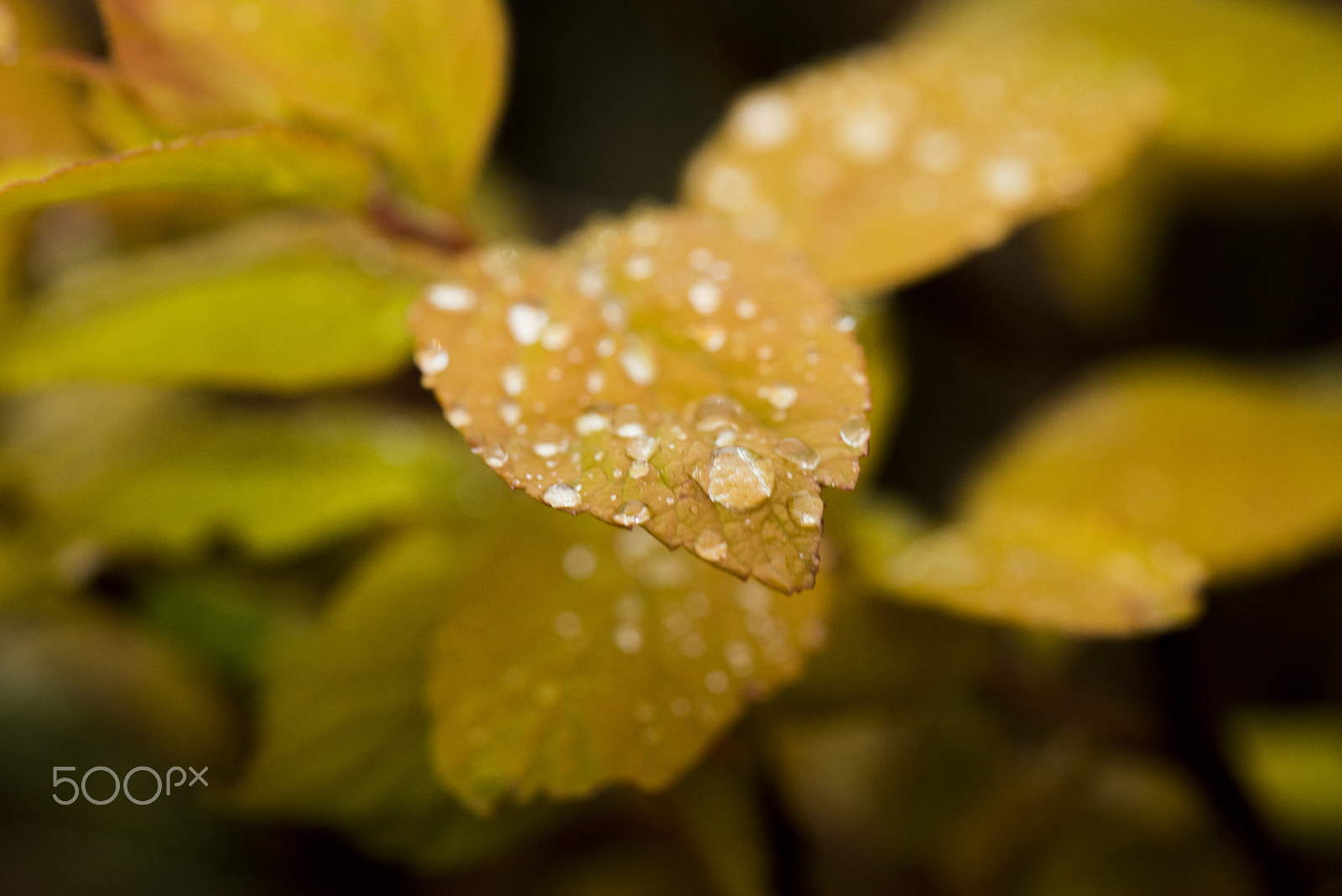 Nikon AF-S Micro-Nikkor 105mm F2.8G IF-ED VR sample photo. Orange leaves photography