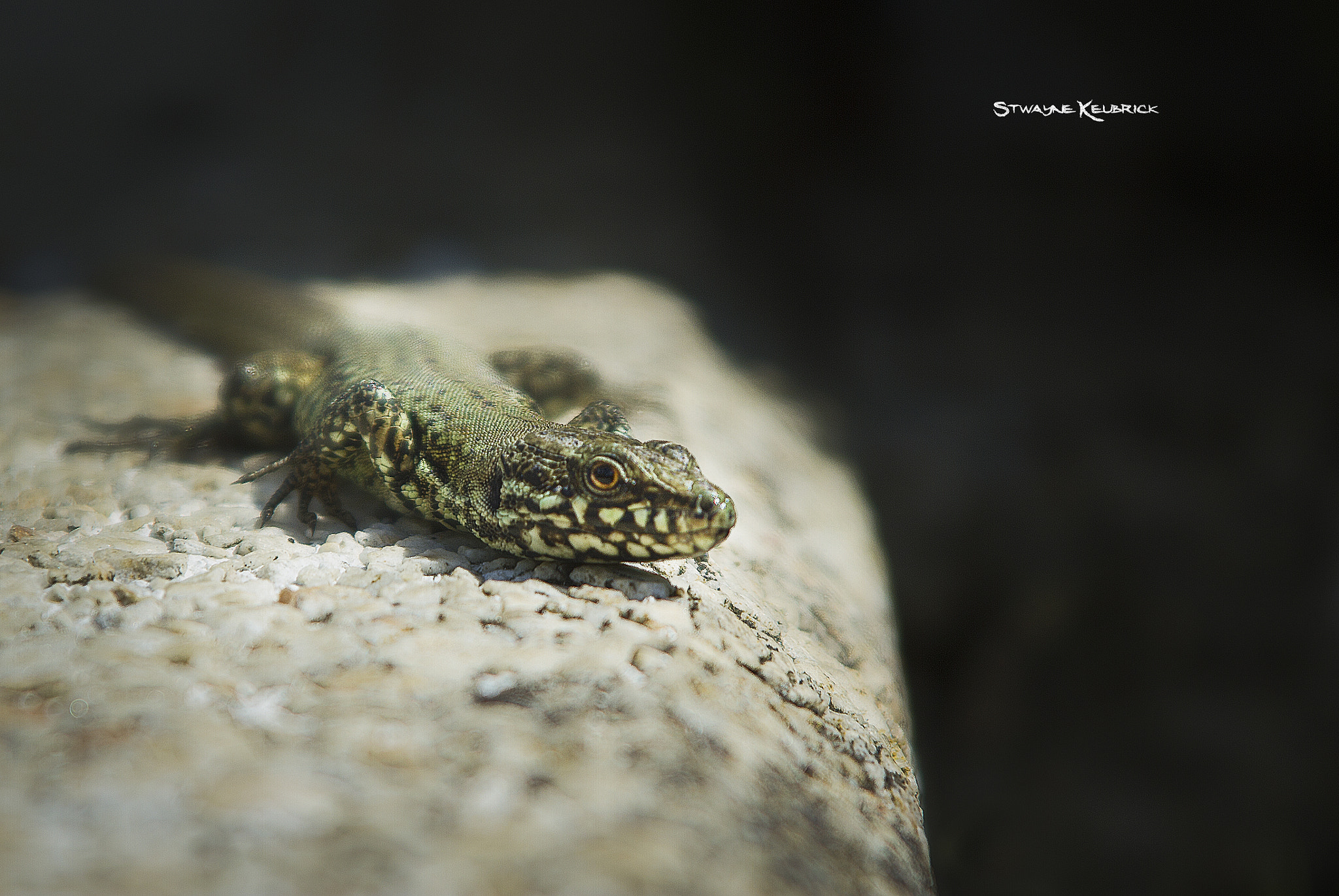 Tamron AF 28-300mm F3.5-6.3 XR Di VC LD Aspherical (IF) Macro sample photo. The lizard king on the spot by ©sk photography