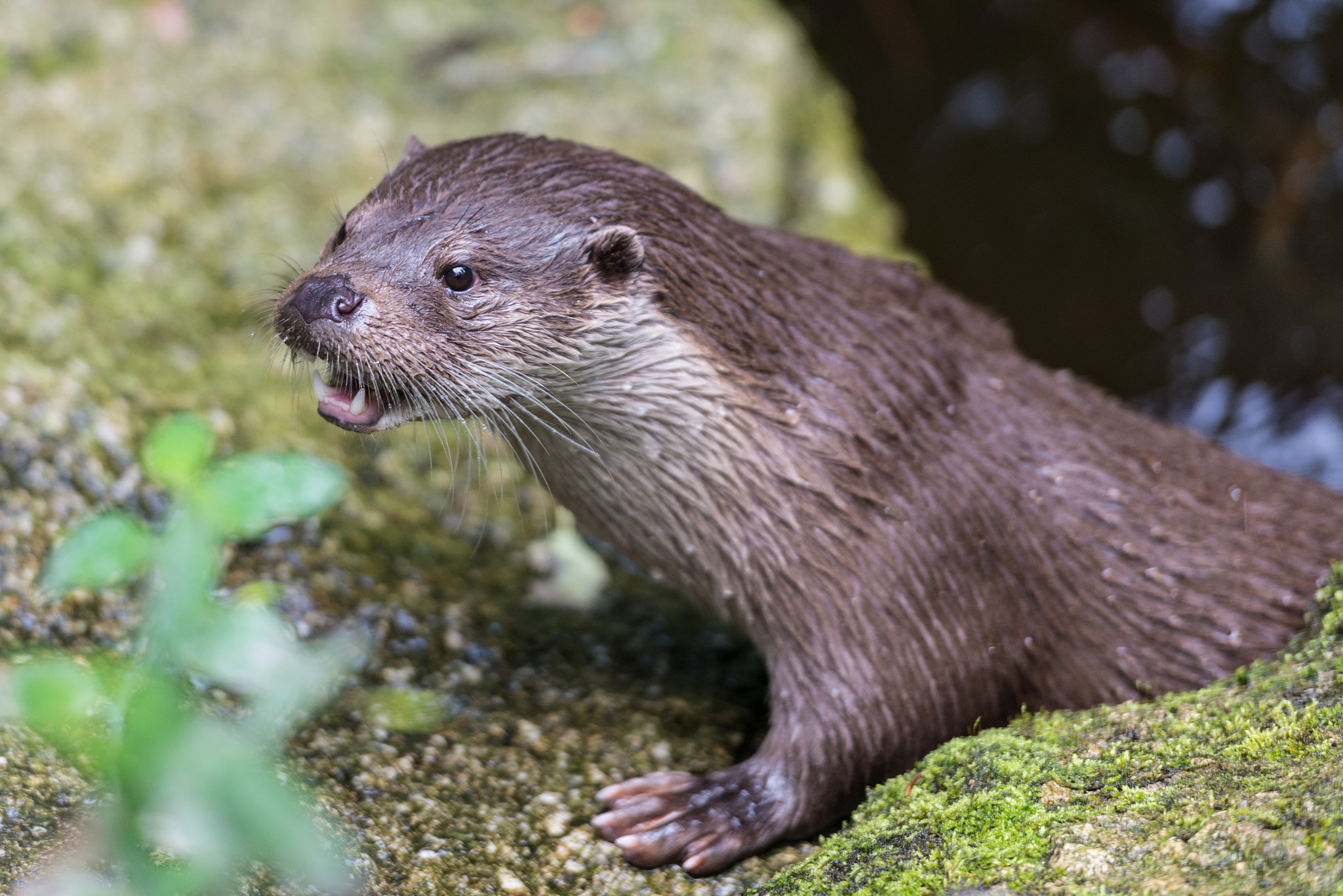 Nikon AF-S Nikkor 70-200mm F2.8G ED VR II sample photo. Otter photography