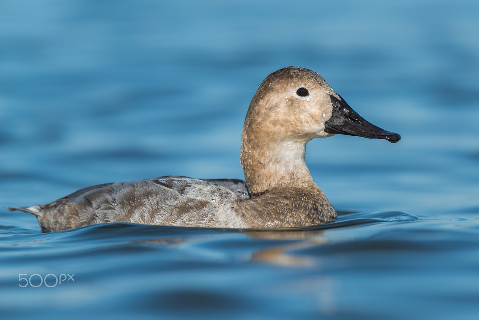 Nikon D800E sample photo. Canvasback hen photography