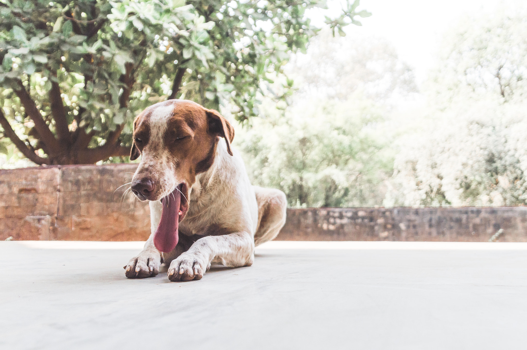 Nikon D3200 sample photo. Sleep like a dog photography