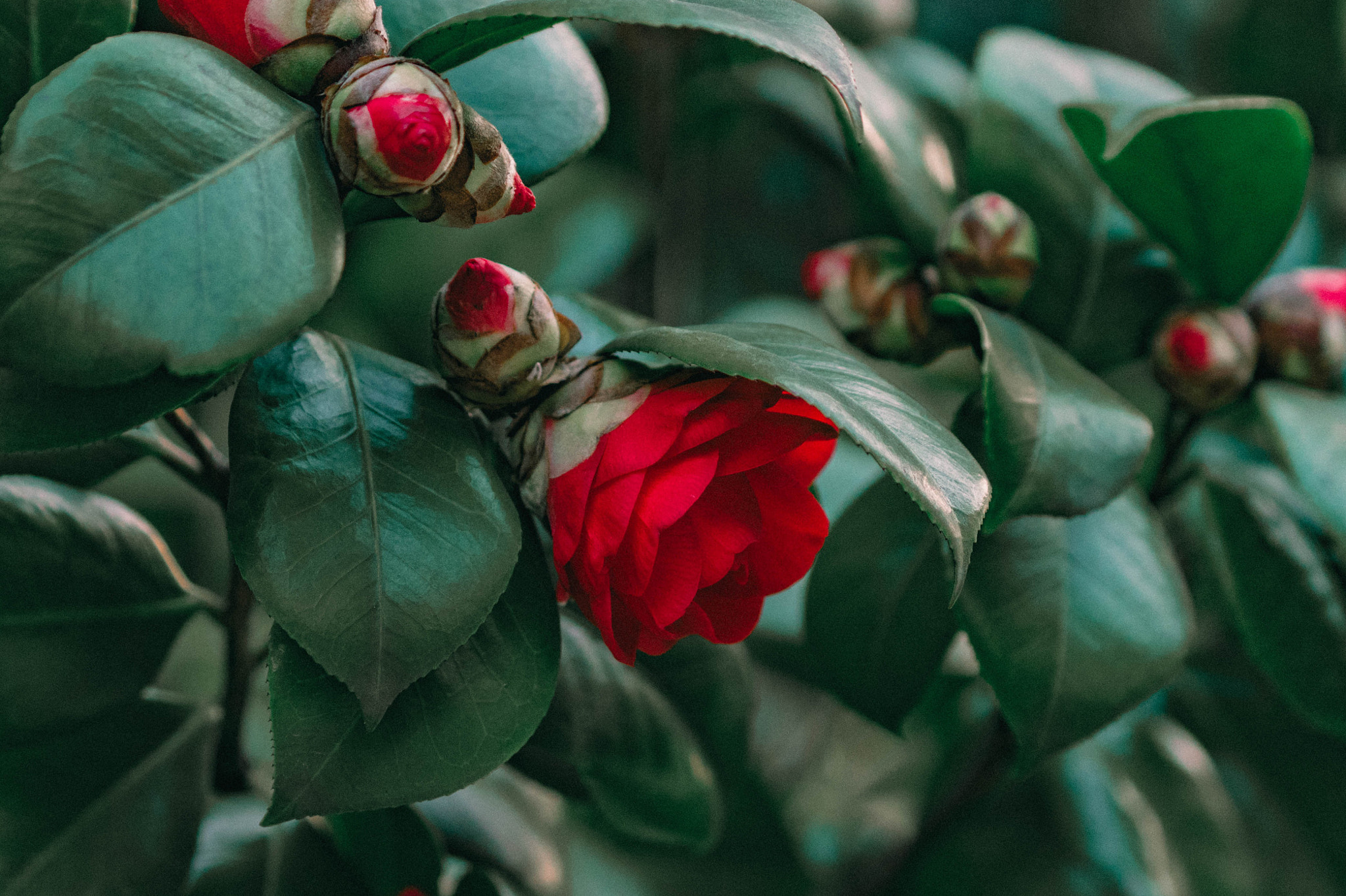 Sony a6300 + Sony FE 70-200mm F4 G OSS sample photo
