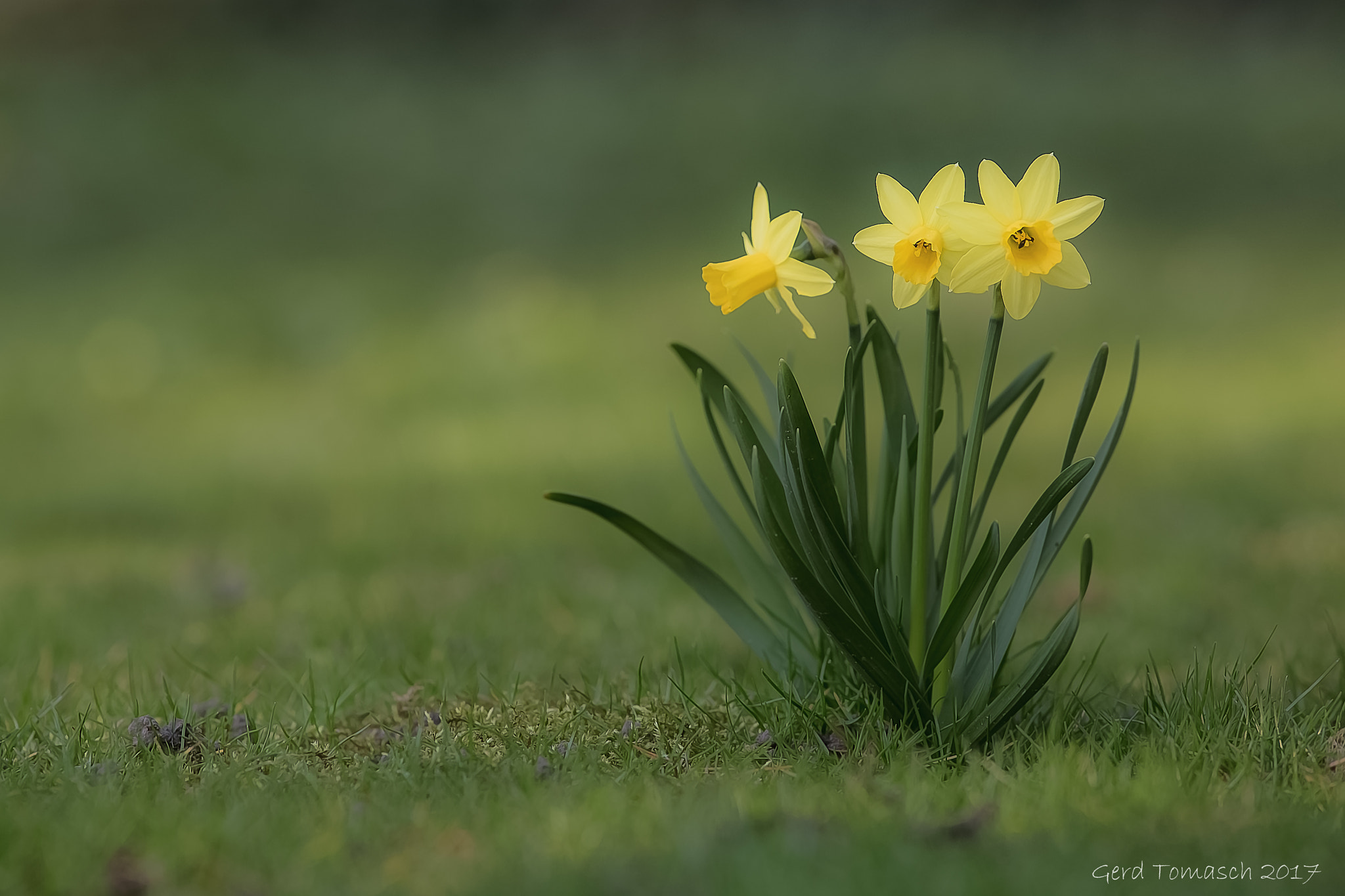 Canon EF 200mm f/1.8L sample photo. Springtime photography