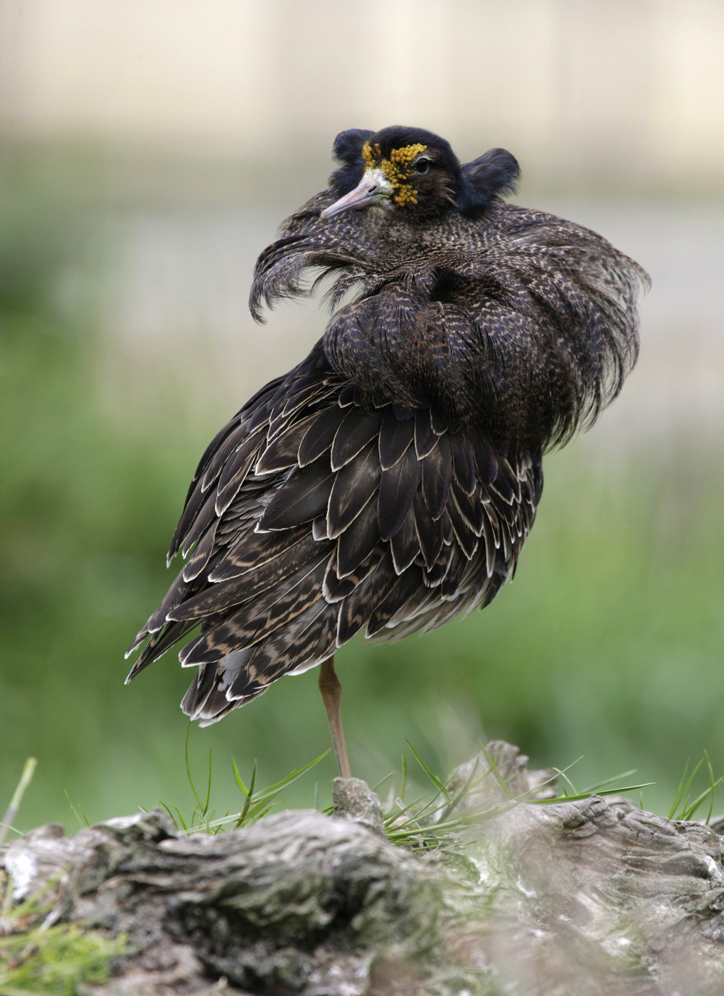 Canon EF 100-400mm F4.5-5.6L IS USM sample photo. Philomachus pugnax... photography