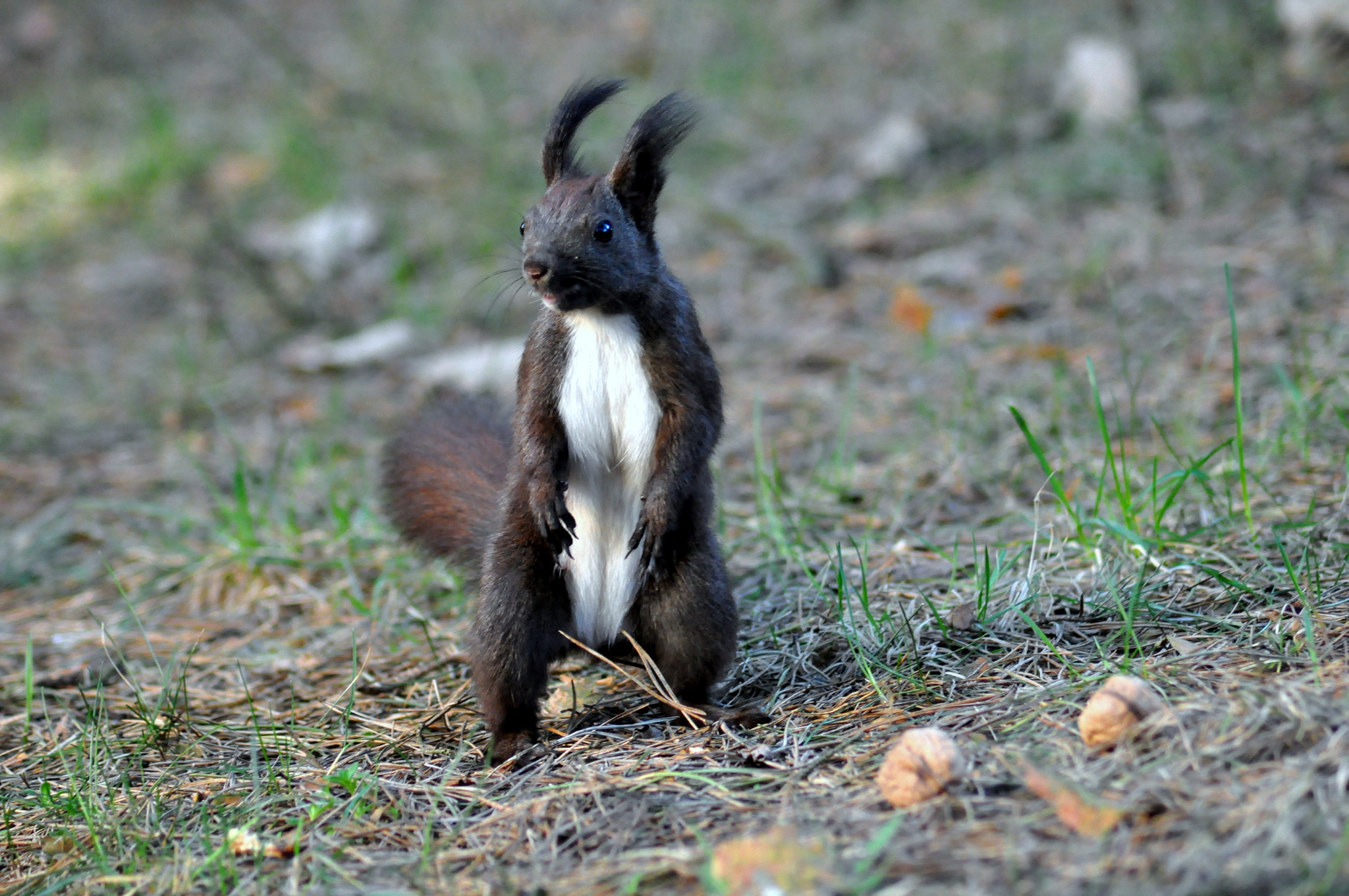 Nikon AF Nikkor 70-300mm F4-5.6G sample photo. Squirrel photography