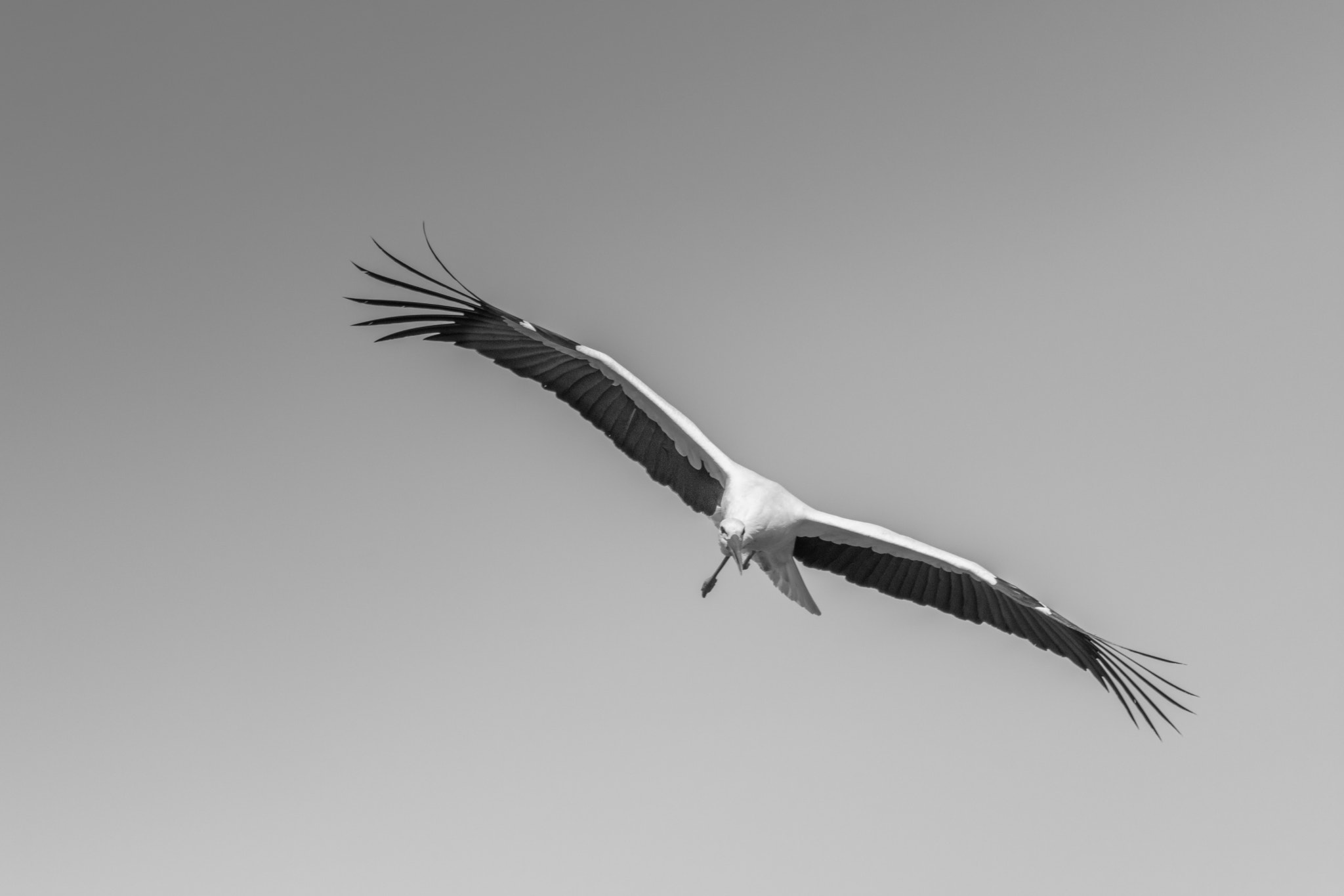 Nikon D7200 sample photo. Stork in the air photography