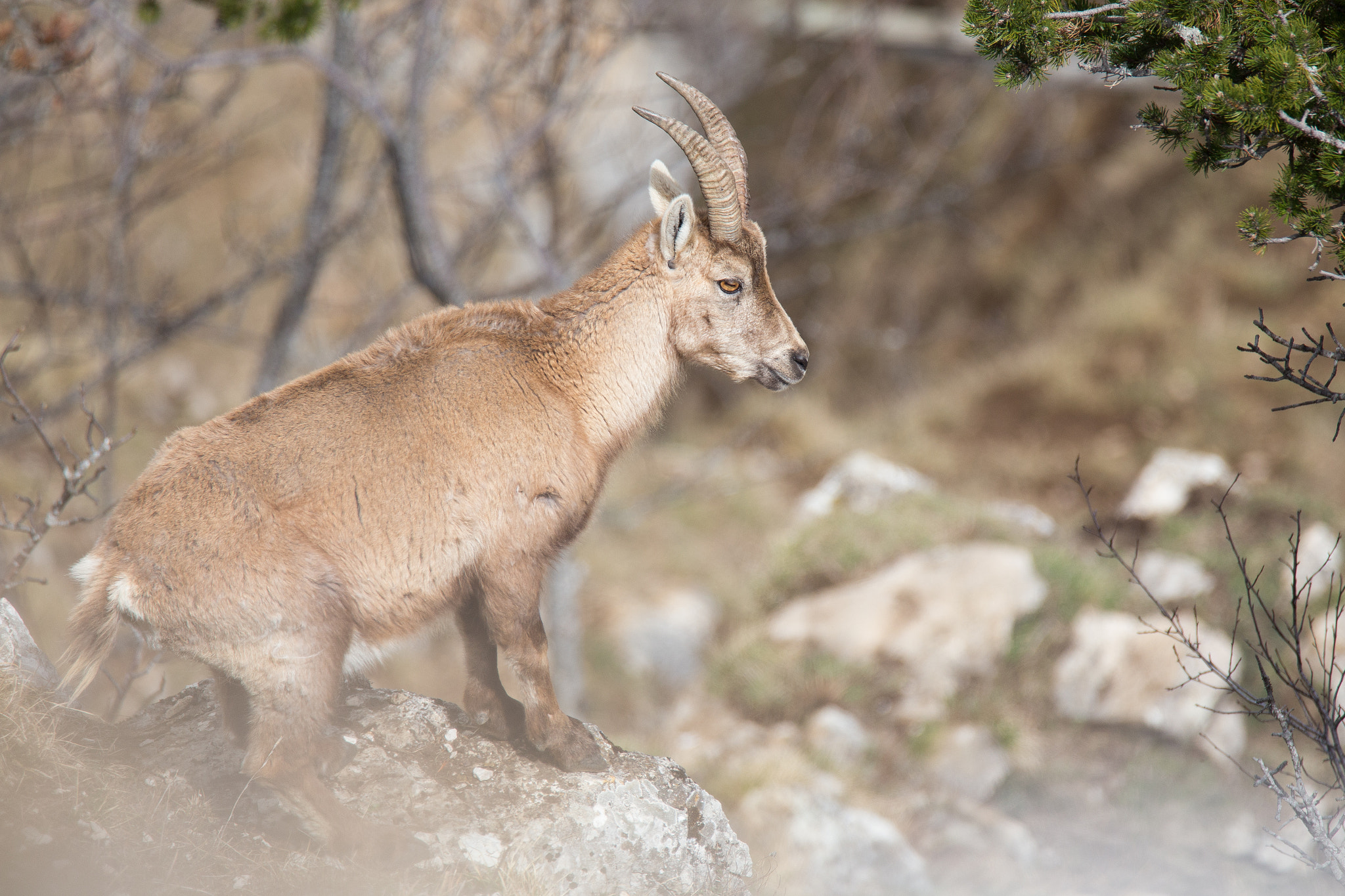 Tamron SP 150-600mm F5-6.3 Di VC USD sample photo. Bouquetin photography