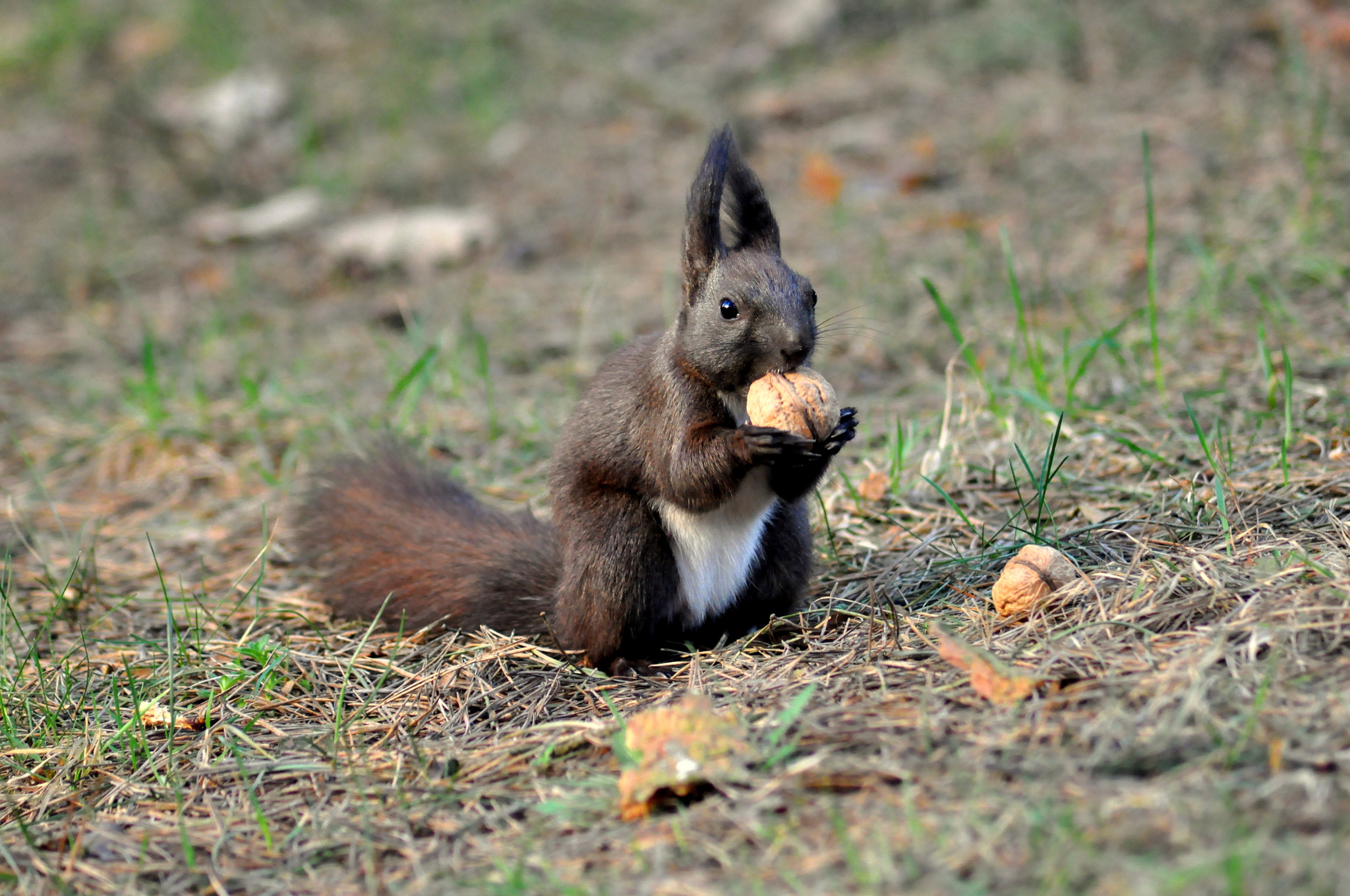 Nikon AF Nikkor 70-300mm F4-5.6G sample photo. Squirrel and walnut photography