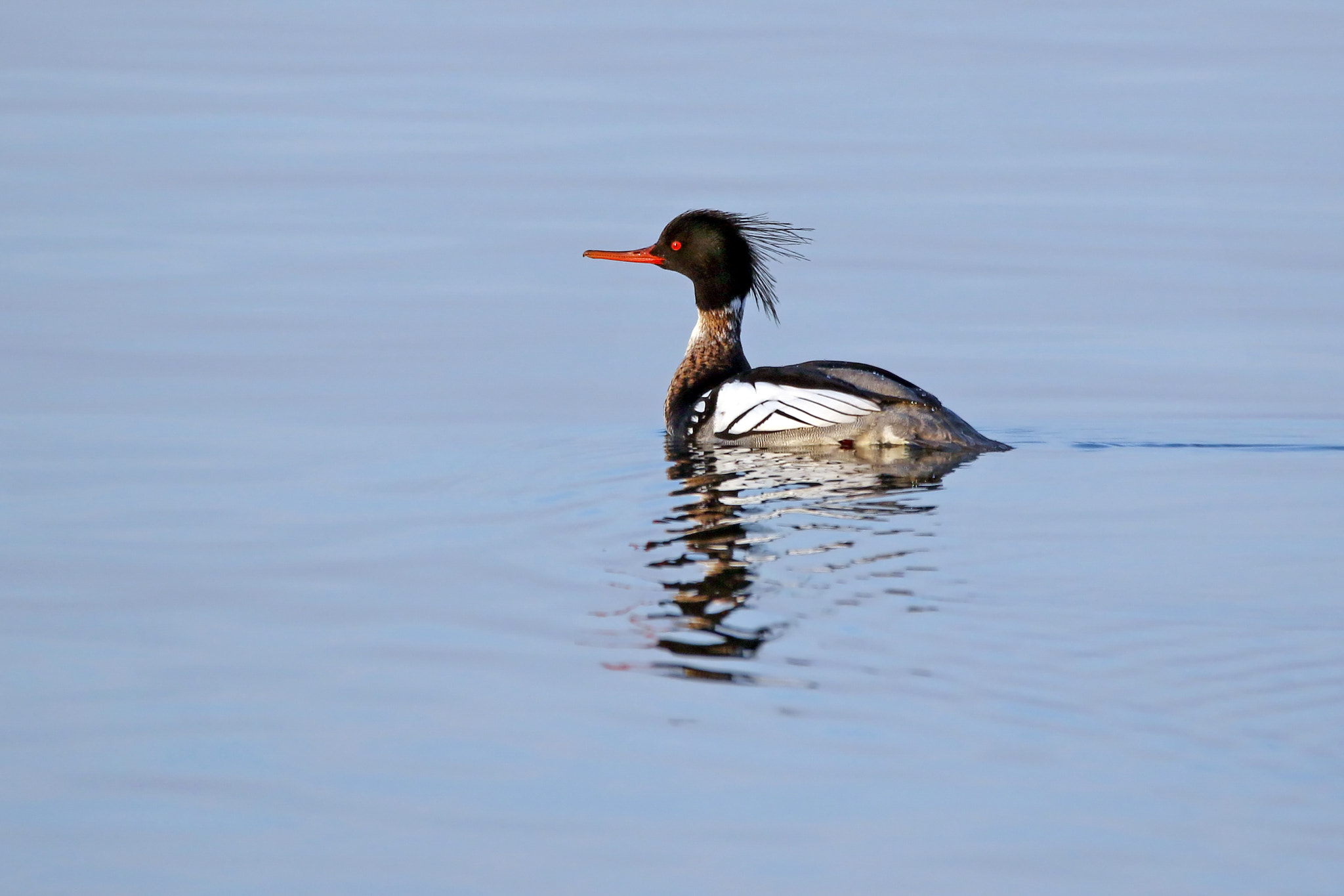 150-600mm F5-6.3 DG OS HSM | Contemporary 015 sample photo. Merganser photography