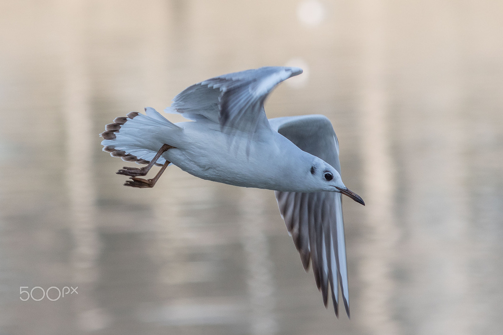 Nikon AF-Nikkor 80-200mm F2.8D ED sample photo. Seagull photography
