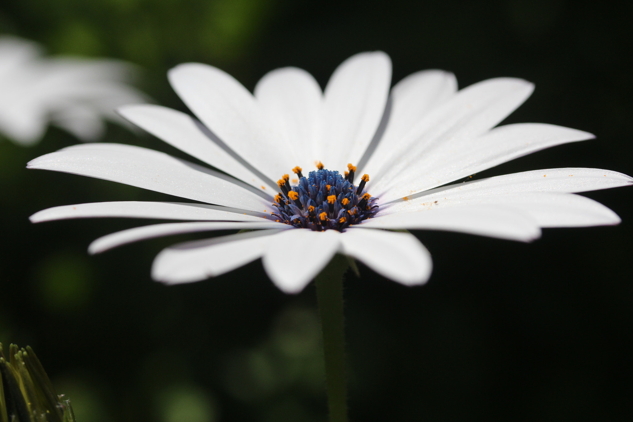 Canon EF-S 60mm F2.8 Macro USM sample photo. Img photography