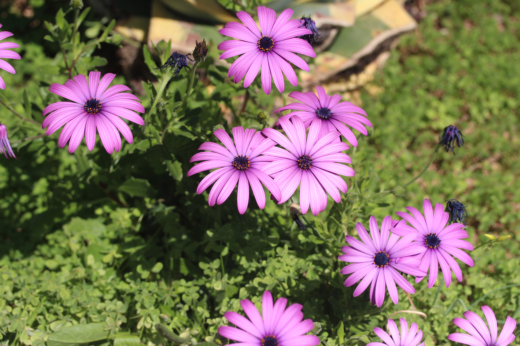 Canon EF-S 60mm F2.8 Macro USM sample photo. Img photography