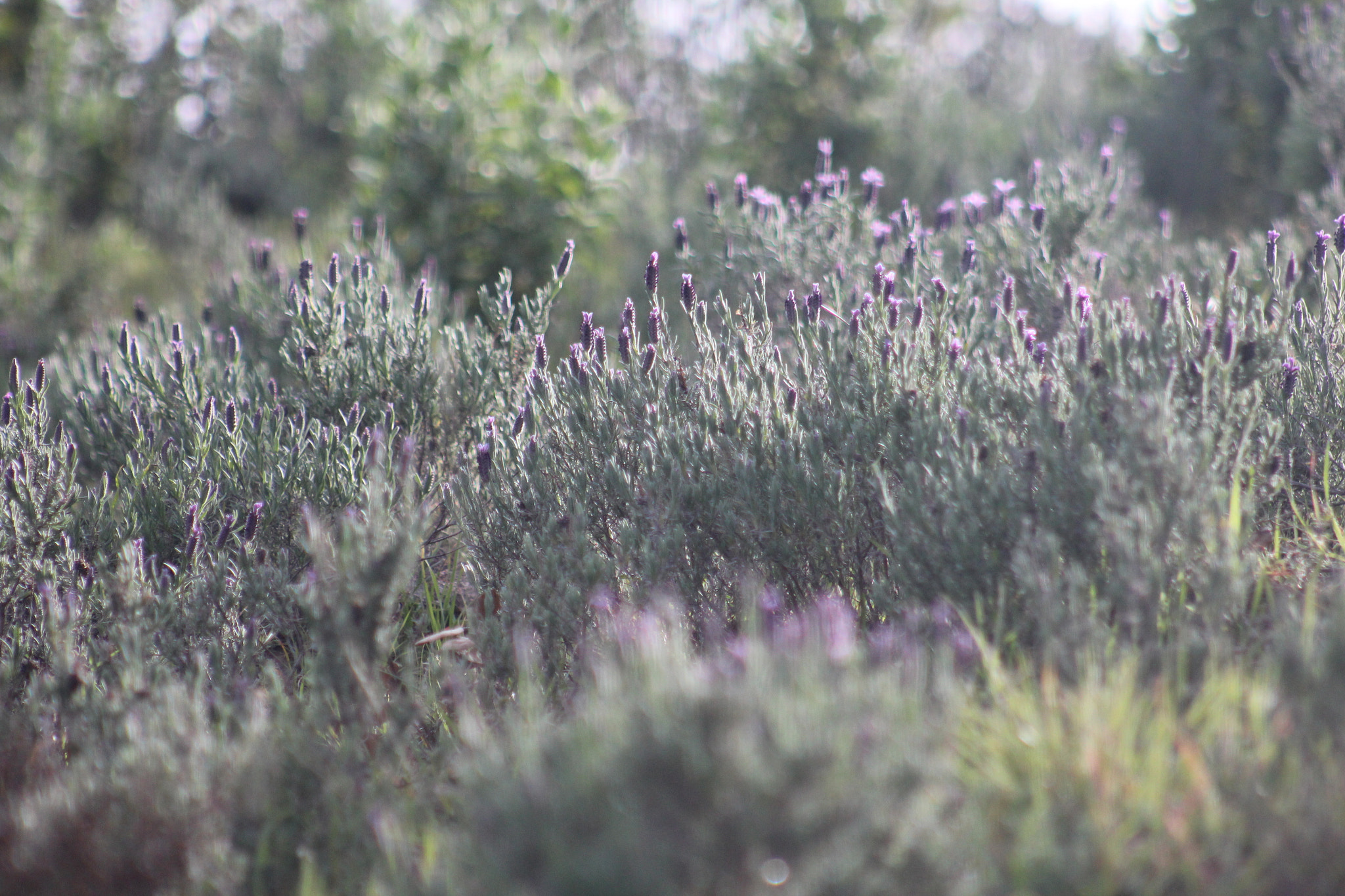Canon EF 75-300mm f/4-5.6 USM sample photo. Img photography