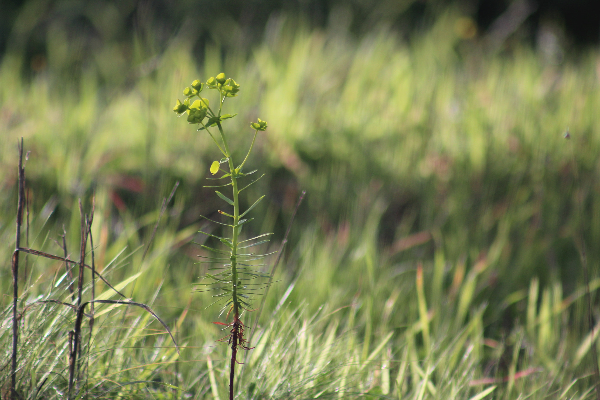 Canon EF 75-300mm f/4-5.6 USM sample photo. Img photography
