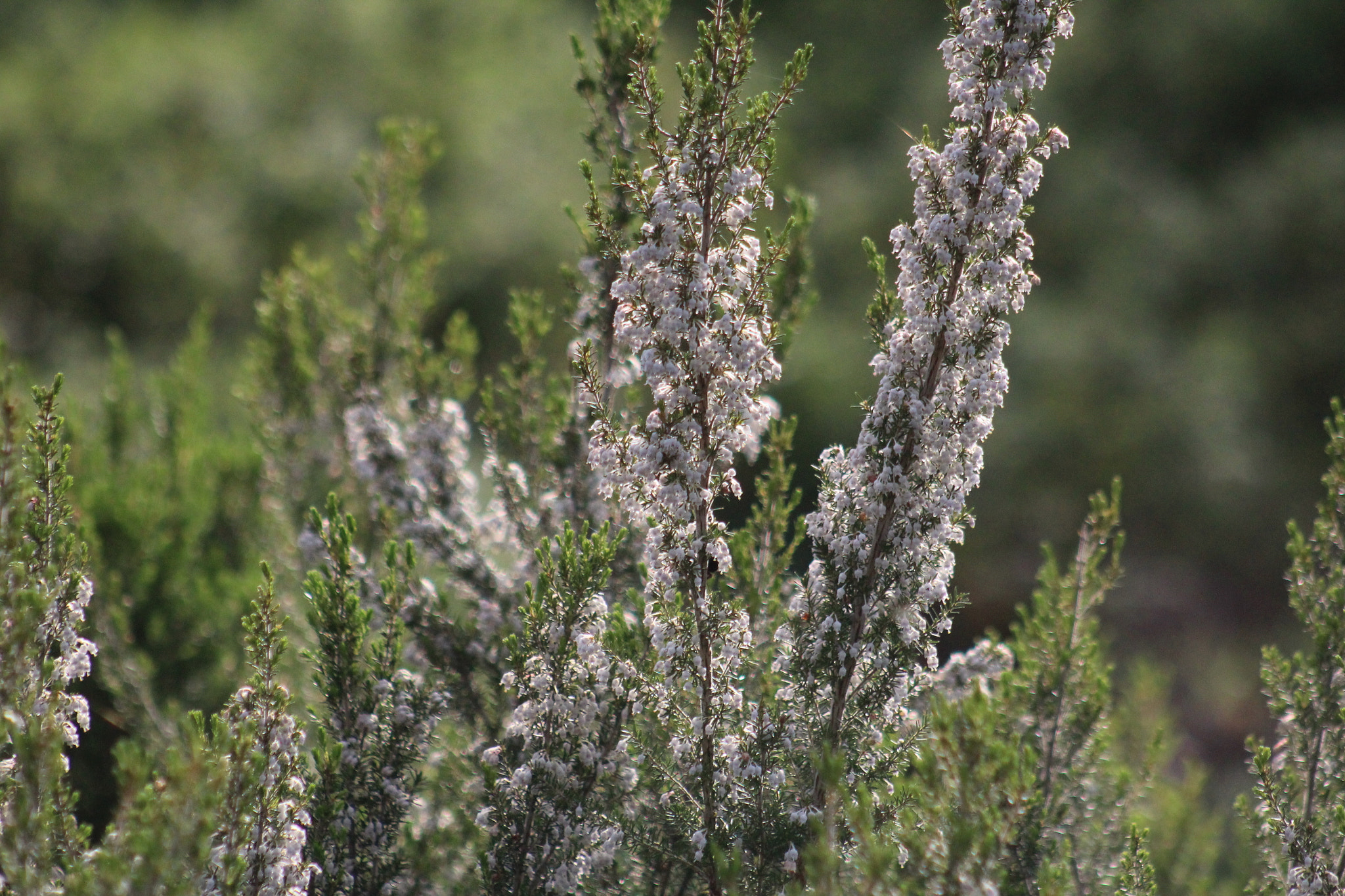 Canon EF 75-300mm f/4-5.6 USM sample photo. Img photography