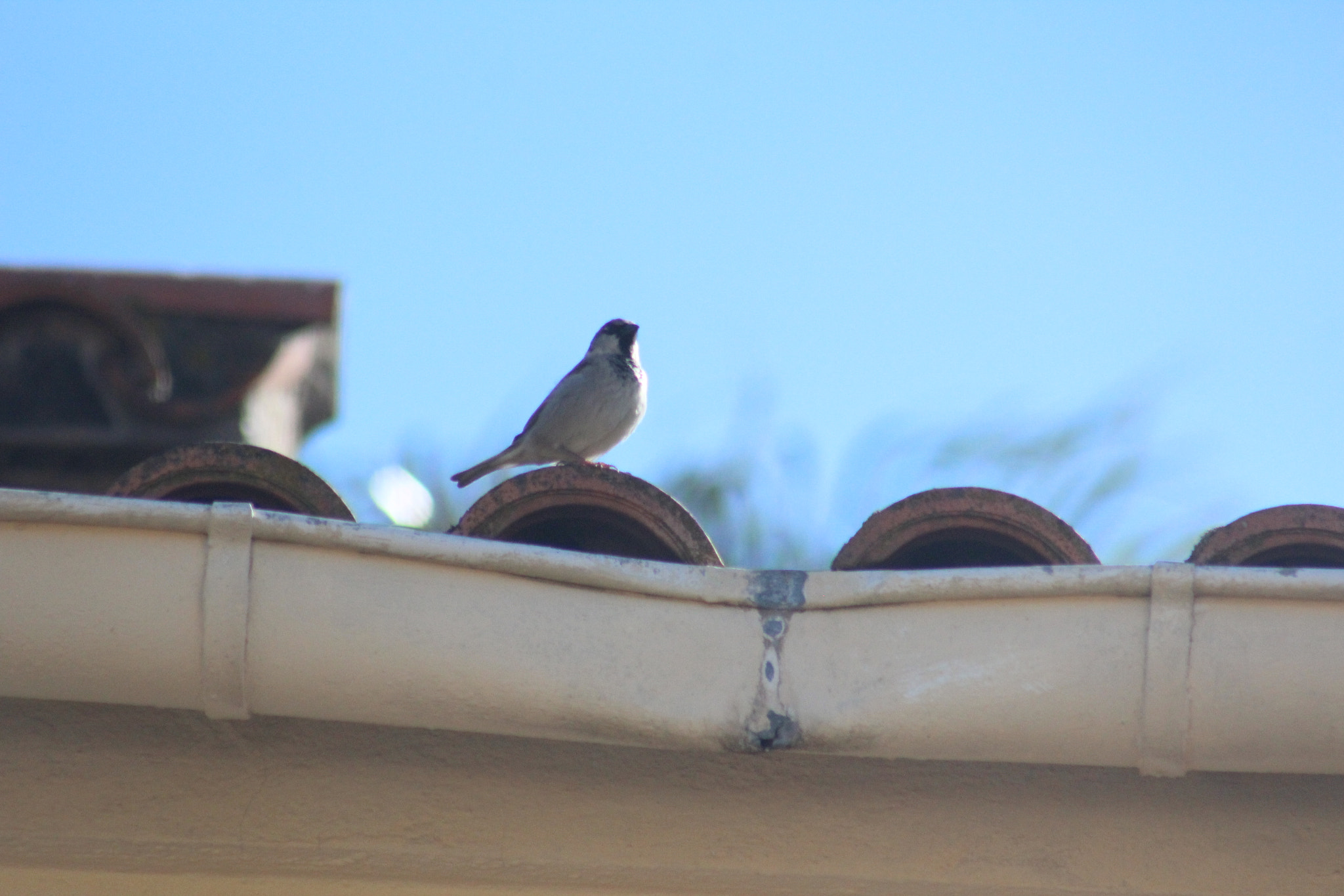 Canon EF 75-300mm f/4-5.6 USM sample photo. Img photography