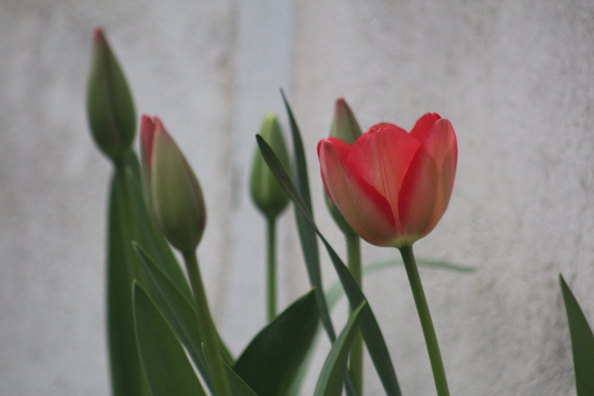 Canon EF 75-300mm f/4-5.6 USM sample photo. Img photography