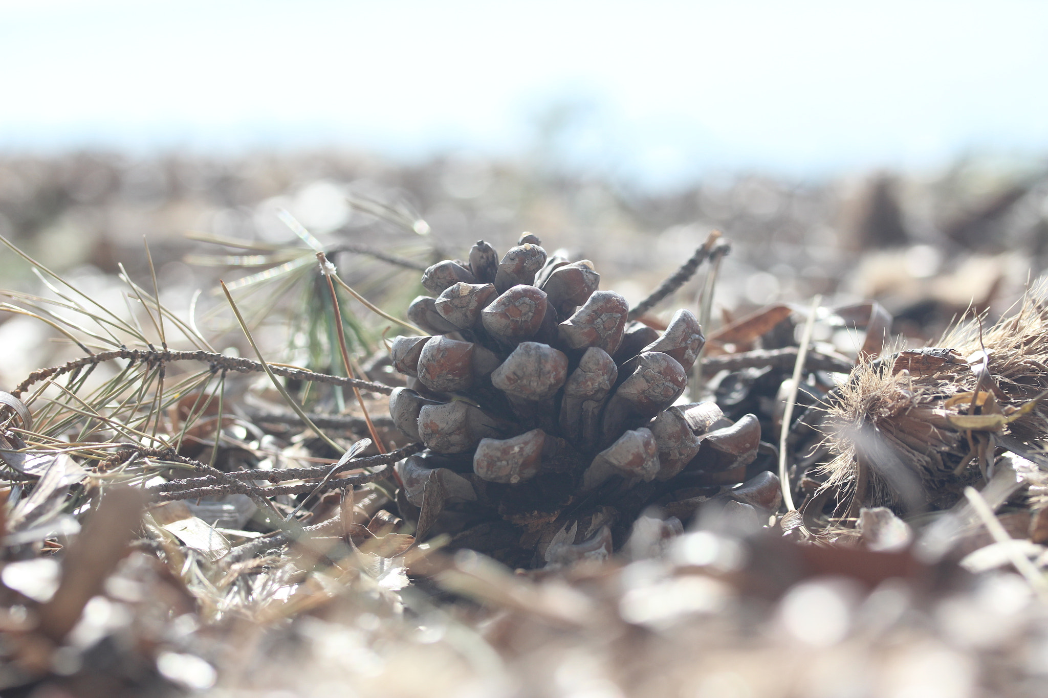 Canon EF-S 60mm F2.8 Macro USM sample photo. Img photography