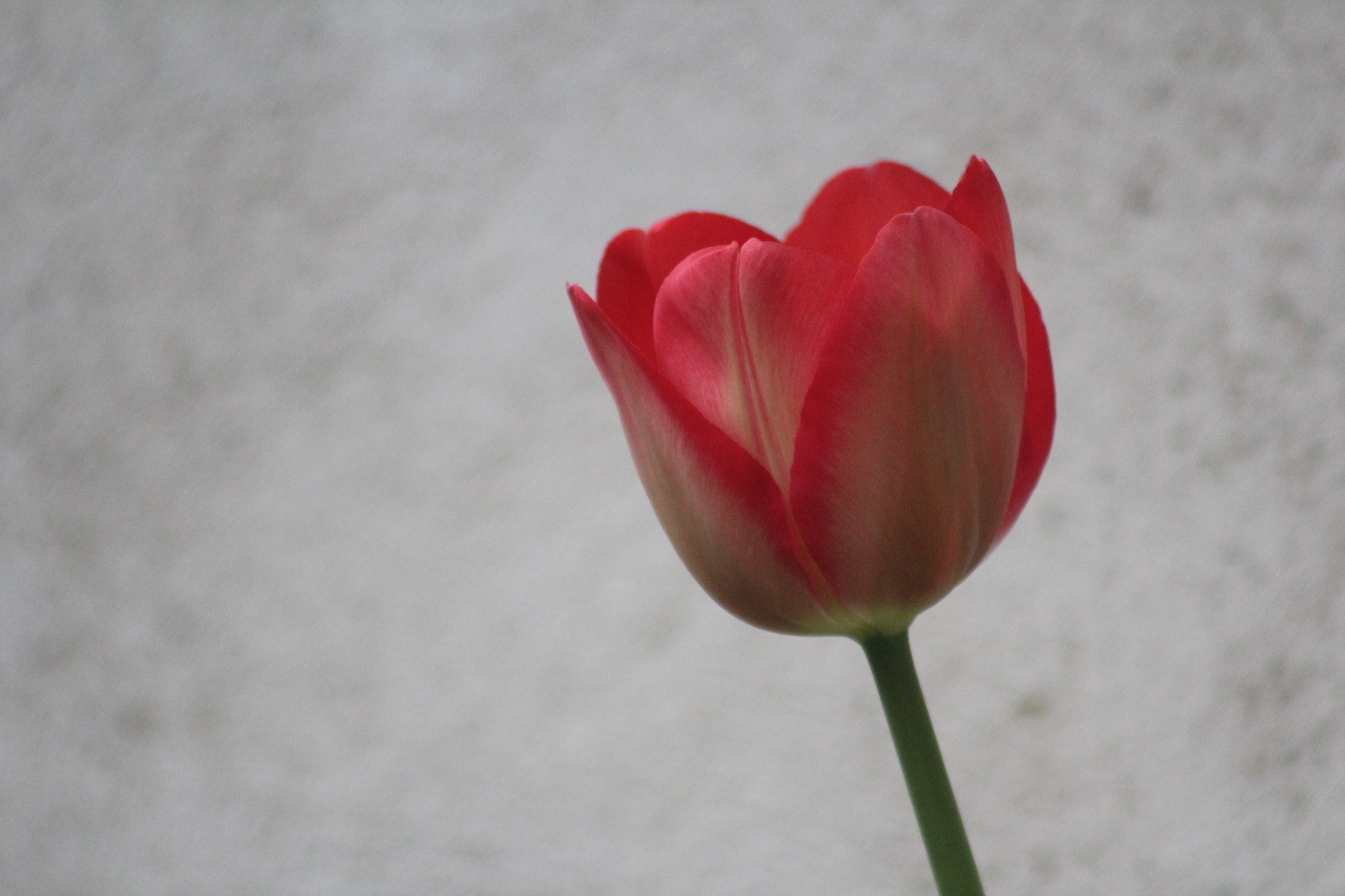 Canon EF 75-300mm f/4-5.6 USM sample photo. Img photography
