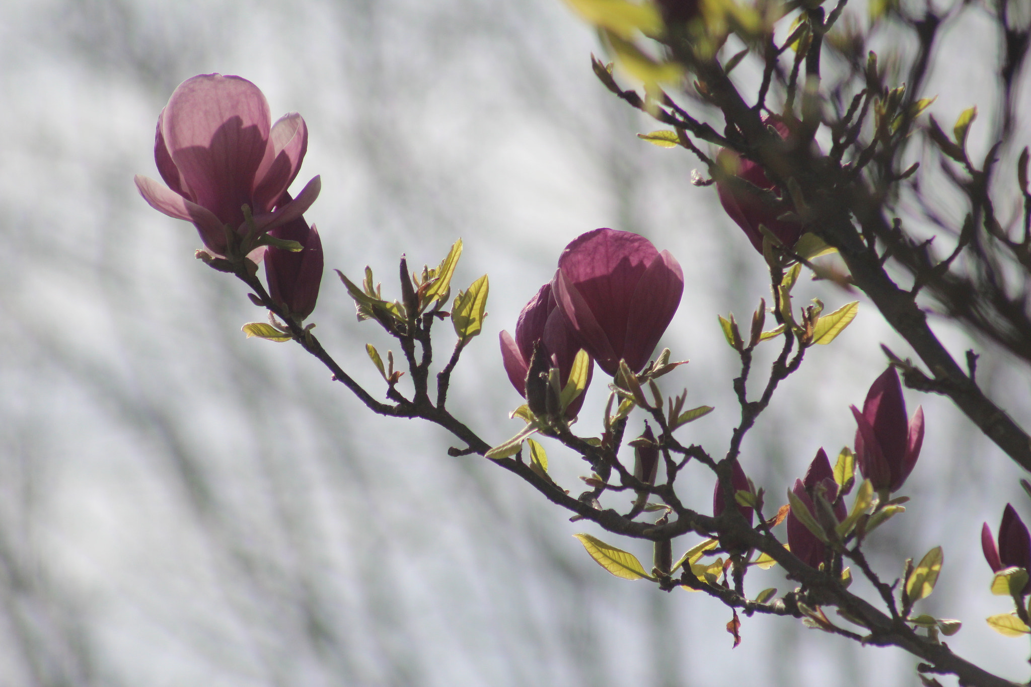 Canon EF 75-300mm f/4-5.6 USM sample photo. Img photography