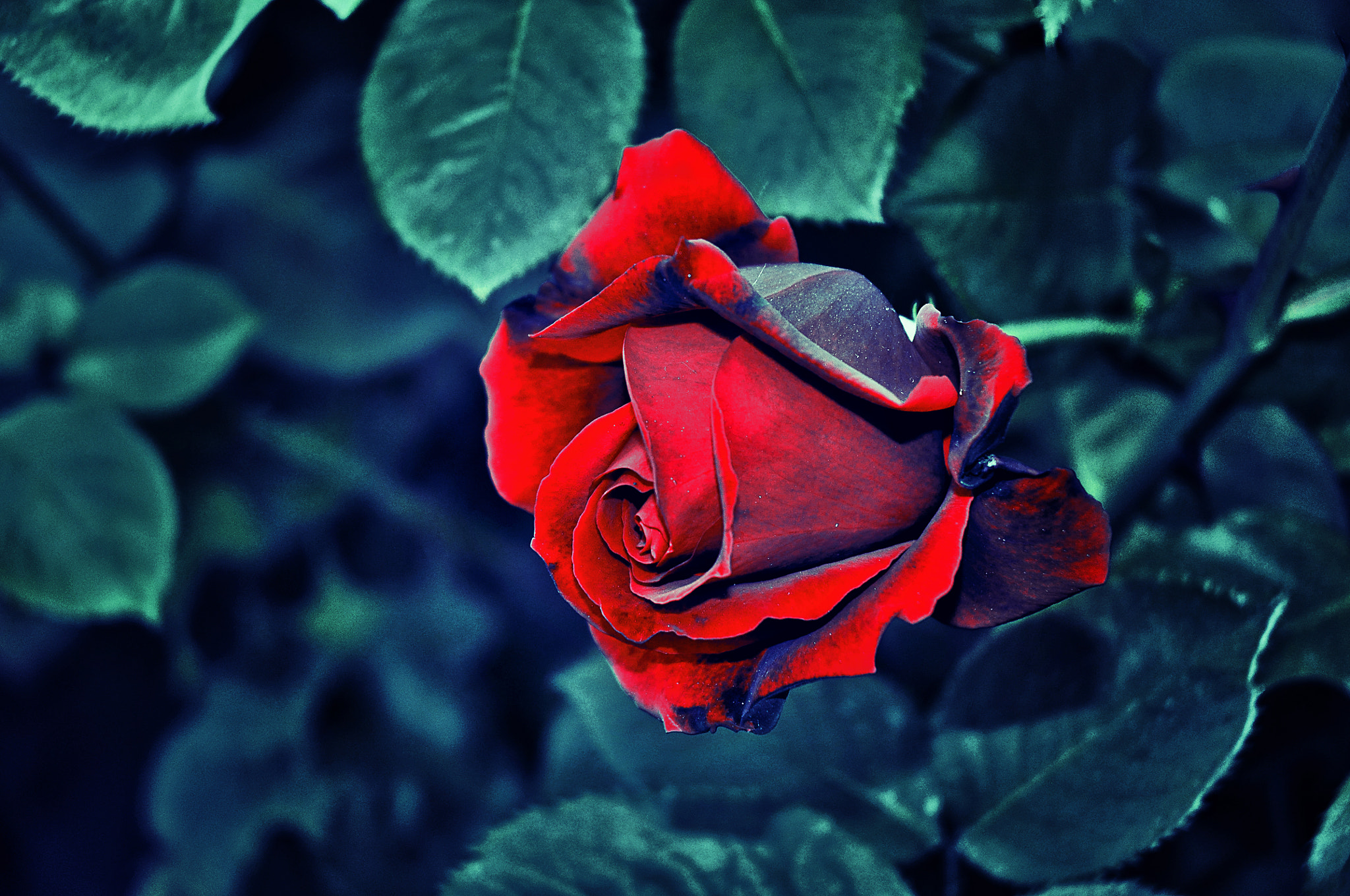 Nikon D90 sample photo. Красная роза photography