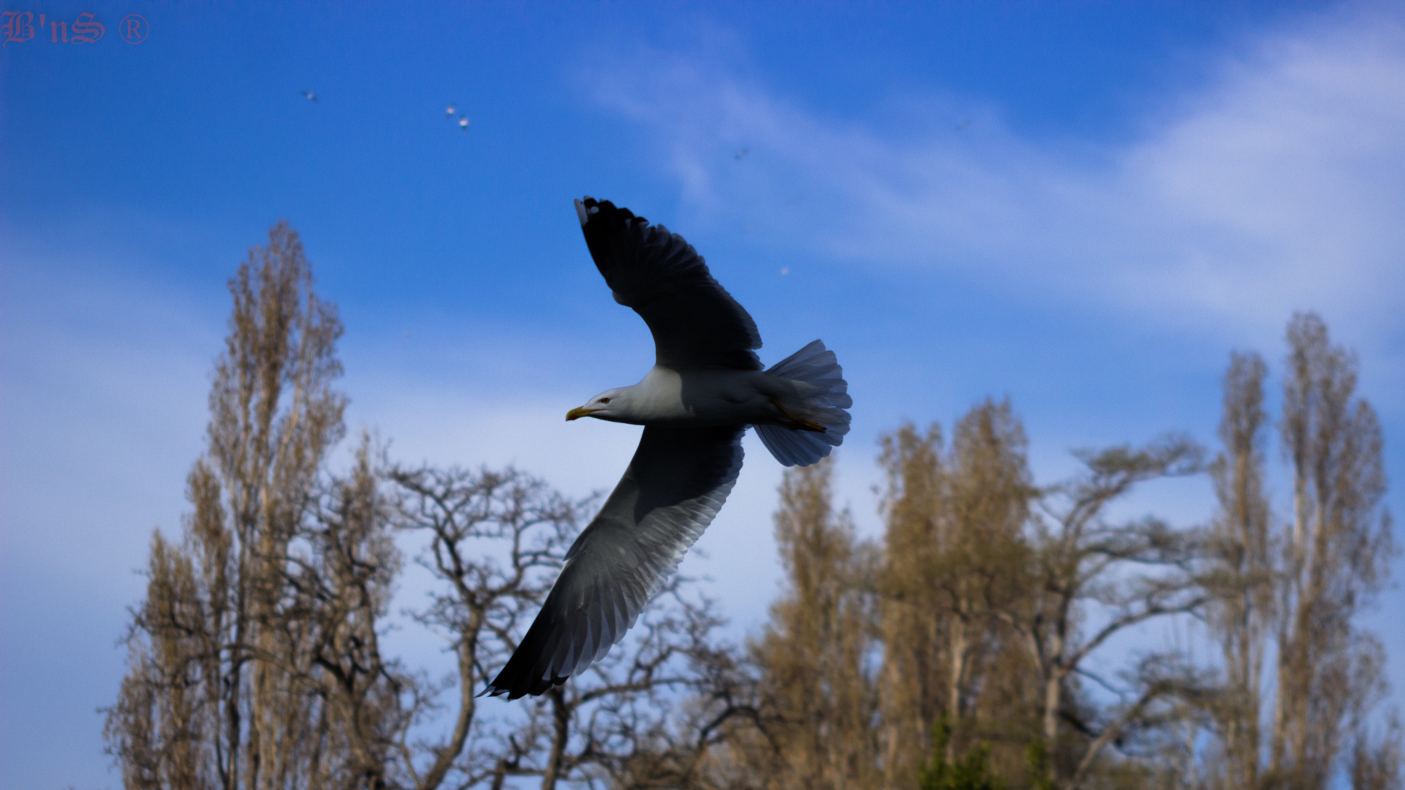 Canon EOS 600D (Rebel EOS T3i / EOS Kiss X5) + Canon EF 55-200mm F4.5-5.6 II USM sample photo. Une mouette  photography