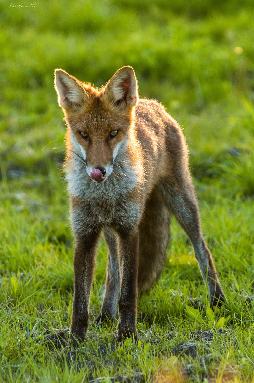 Sony SLT-A55 (SLT-A55V) + Sony 70-400mm F4-5.6 G SSM sample photo. Red fox photography