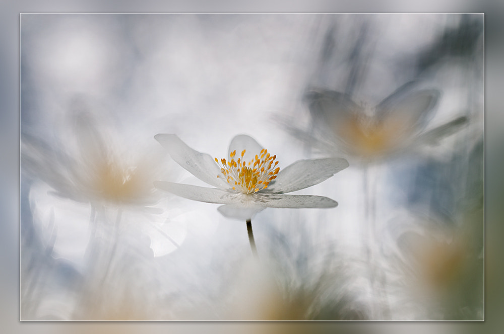 Nikon D300 + Sigma 150mm F2.8 EX DG OS Macro HSM sample photo. Wood anemone photography