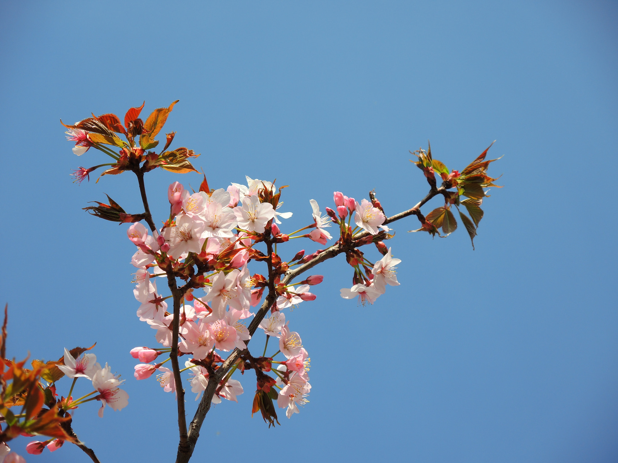 Nikon Coolpix P7800 sample photo. The pink and blue of spring photography