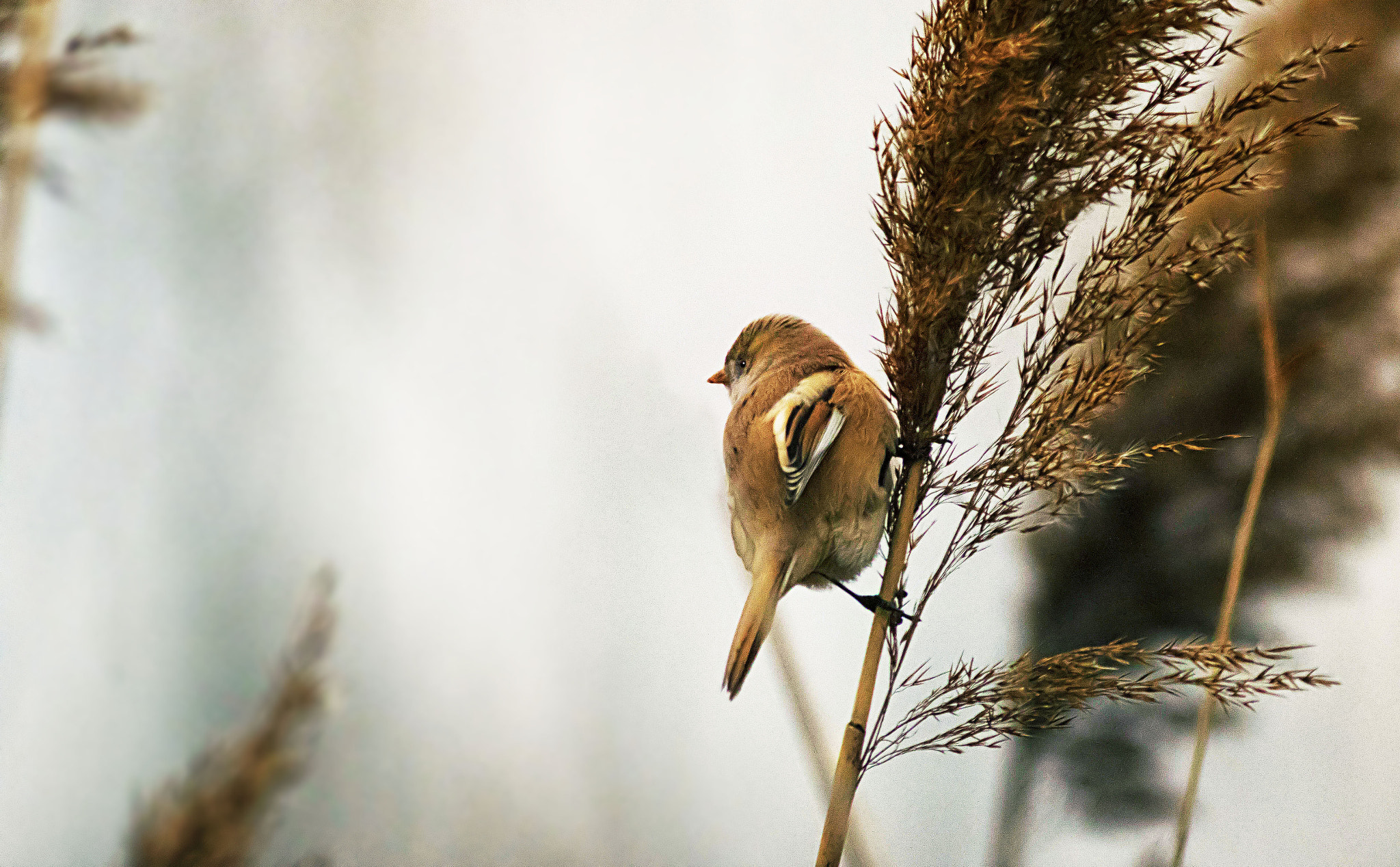 Canon EOS 7D Mark II + Canon EF 400mm F5.6L USM sample photo. Bearded tit, female photography