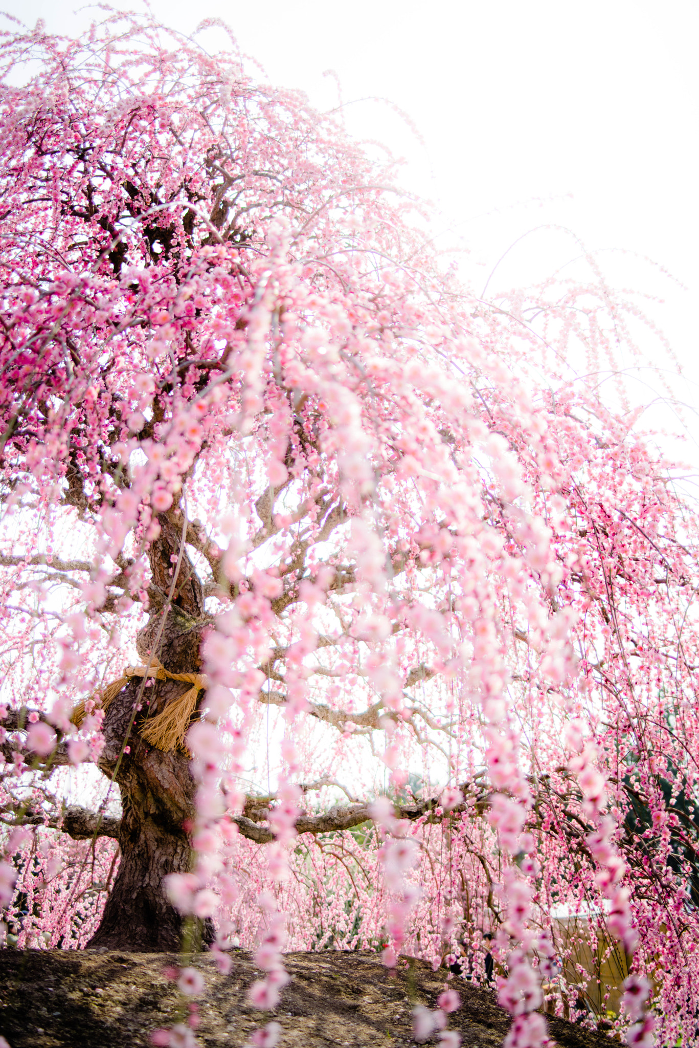 Pentax smc FA 31mm F1.8 AL Limited sample photo. Plum tree photography