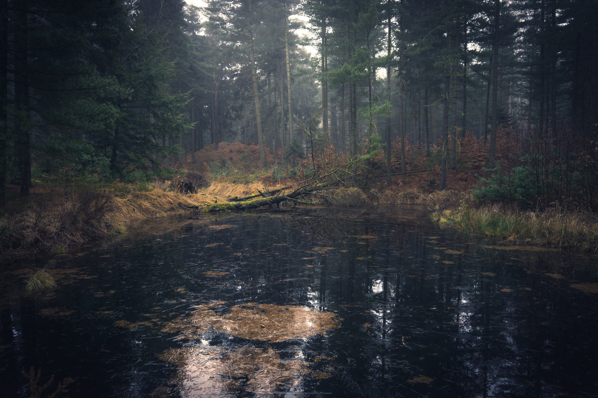Sony a6000 + Sigma 19mm F2.8 EX DN sample photo. Mitten im wald photography