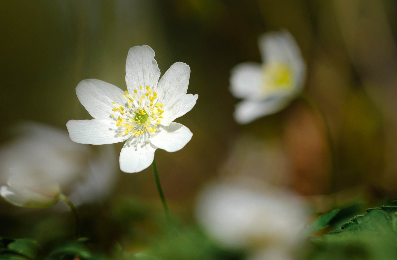 Fujifilm X-T20 + Fujifilm XF 60mm F2.4 R Macro sample photo. Woodlight photography