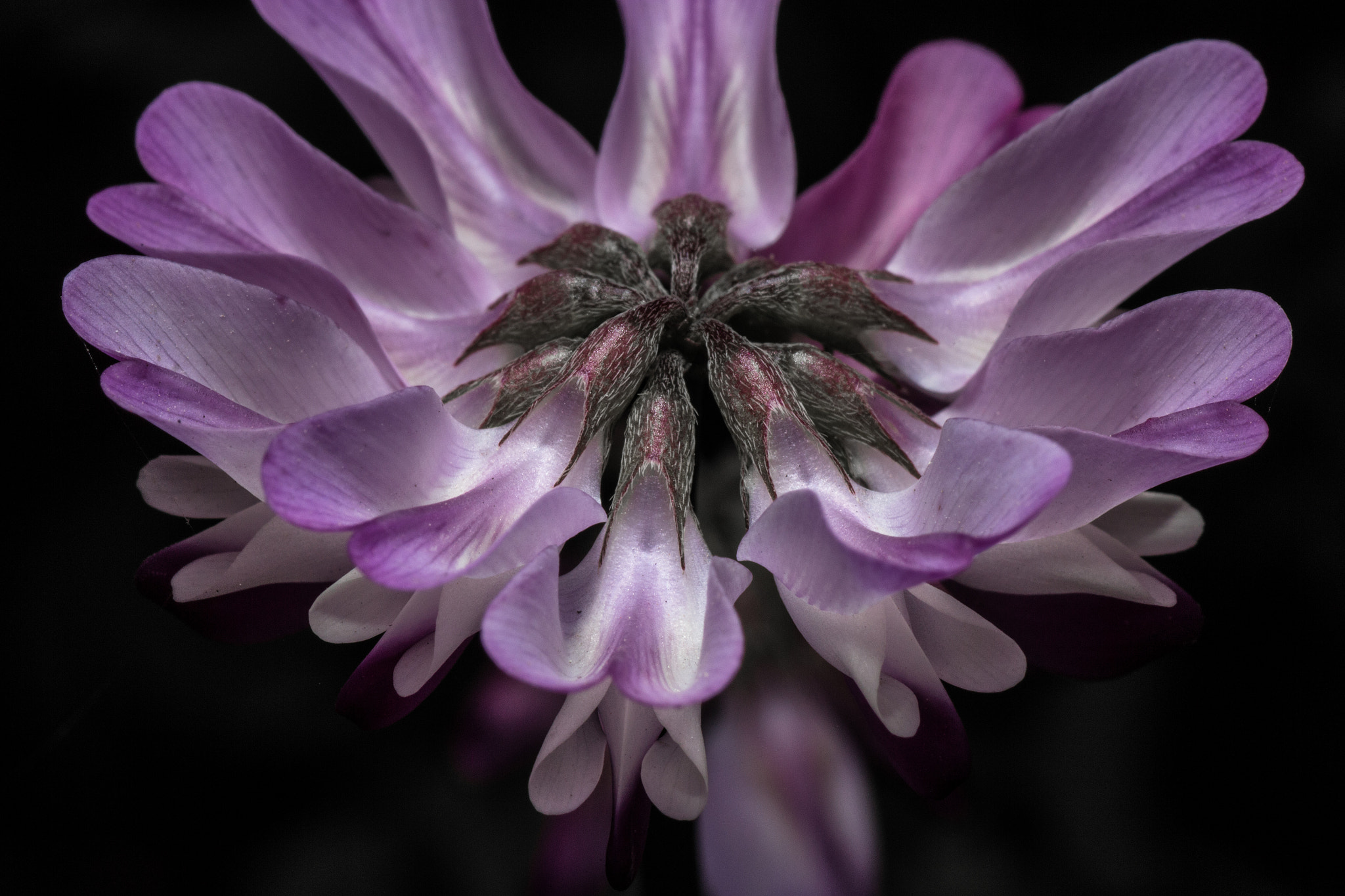 Canon EOS 700D (EOS Rebel T5i / EOS Kiss X7i) + Tamron SP AF 90mm F2.8 Di Macro sample photo. Milk vetch photography