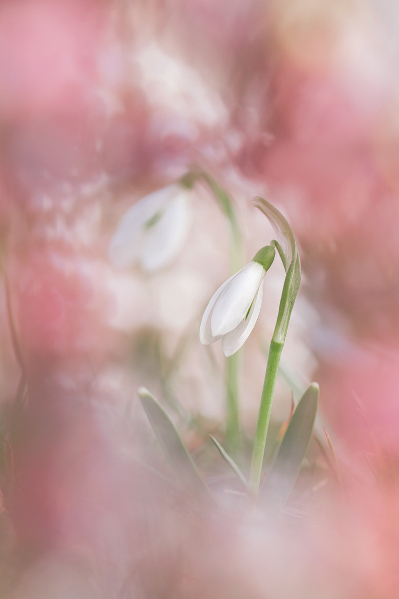 Sigma 105mm F2.8 EX DG OS HSM sample photo. "rosenrot" - "roseate" photography