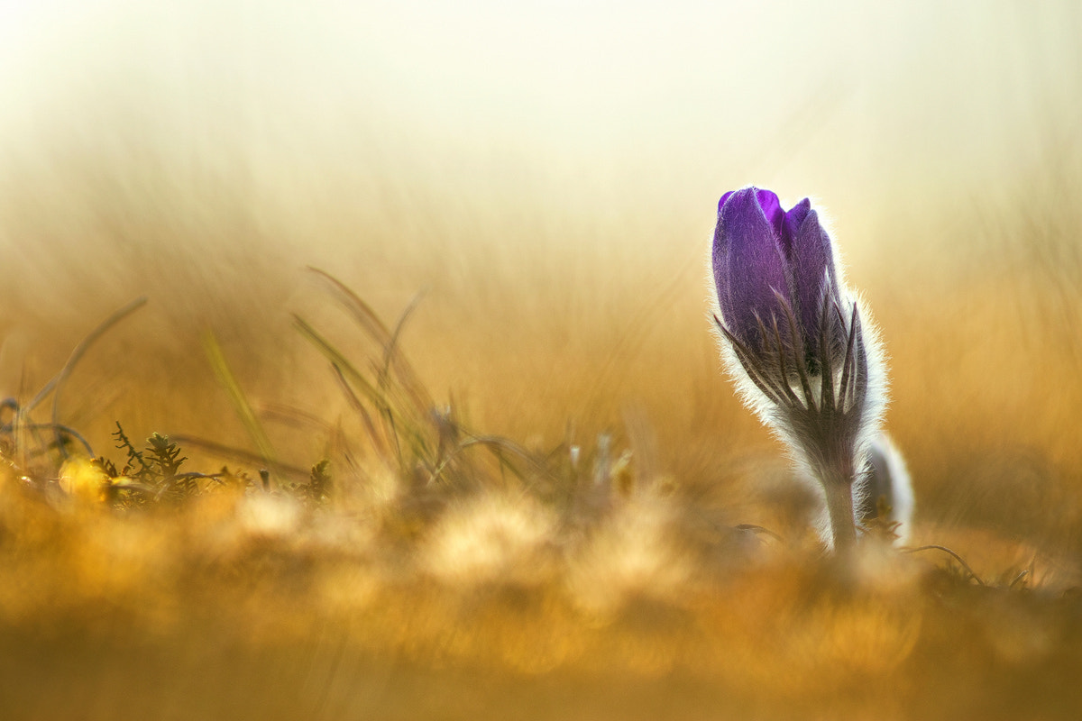 Canon EF 300mm F4L IS USM sample photo. "goldbath" - "in gold gebadet" photography