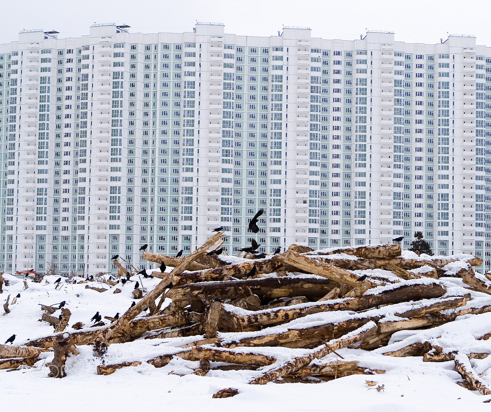 Canon EF 24-70mm F2.8L USM sample photo. Rooks returned from wintering and sit on felled trees against th photography