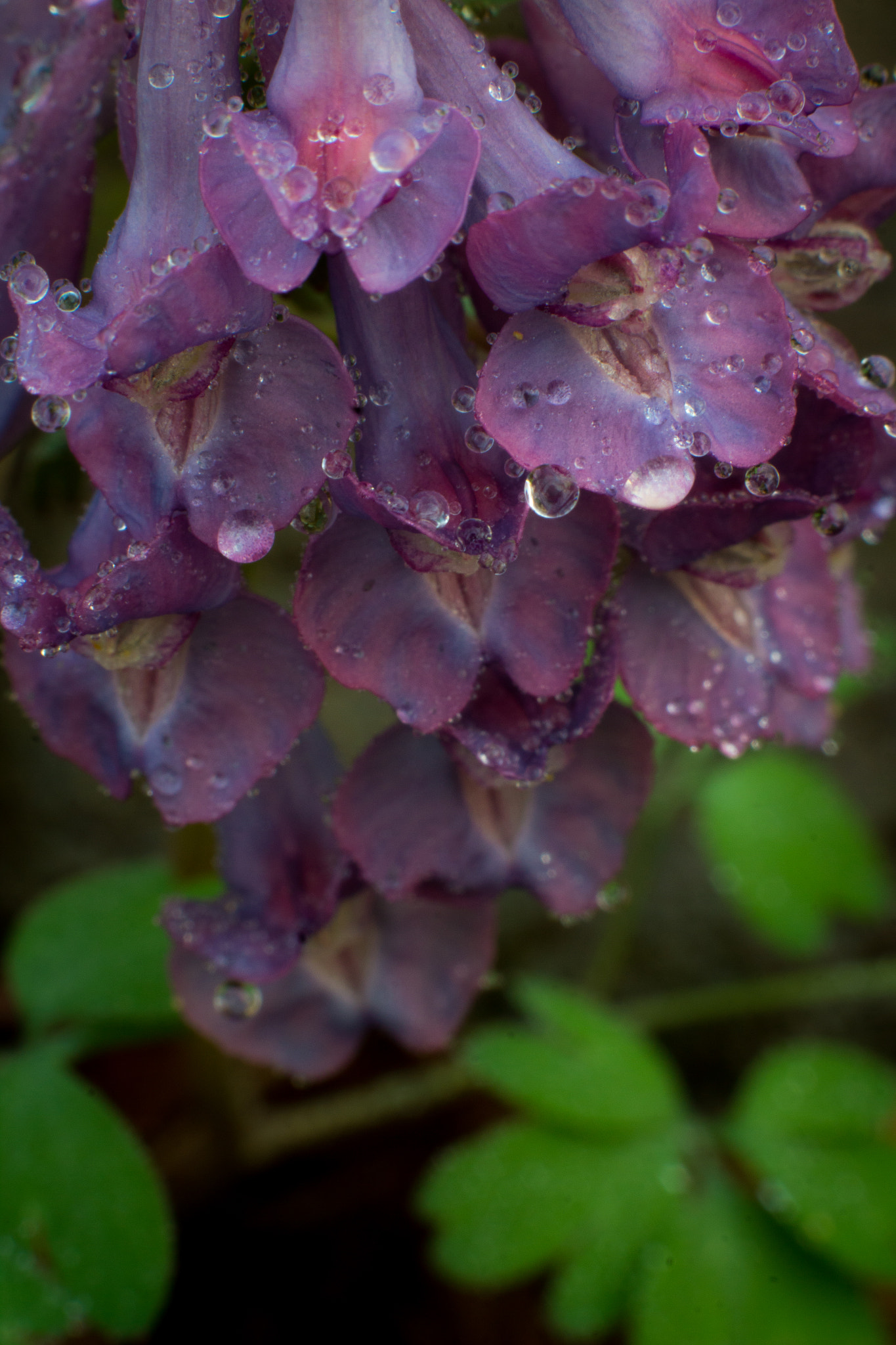 Canon EF 35-80mm f/4-5.6 sample photo. Petals bubble photography
