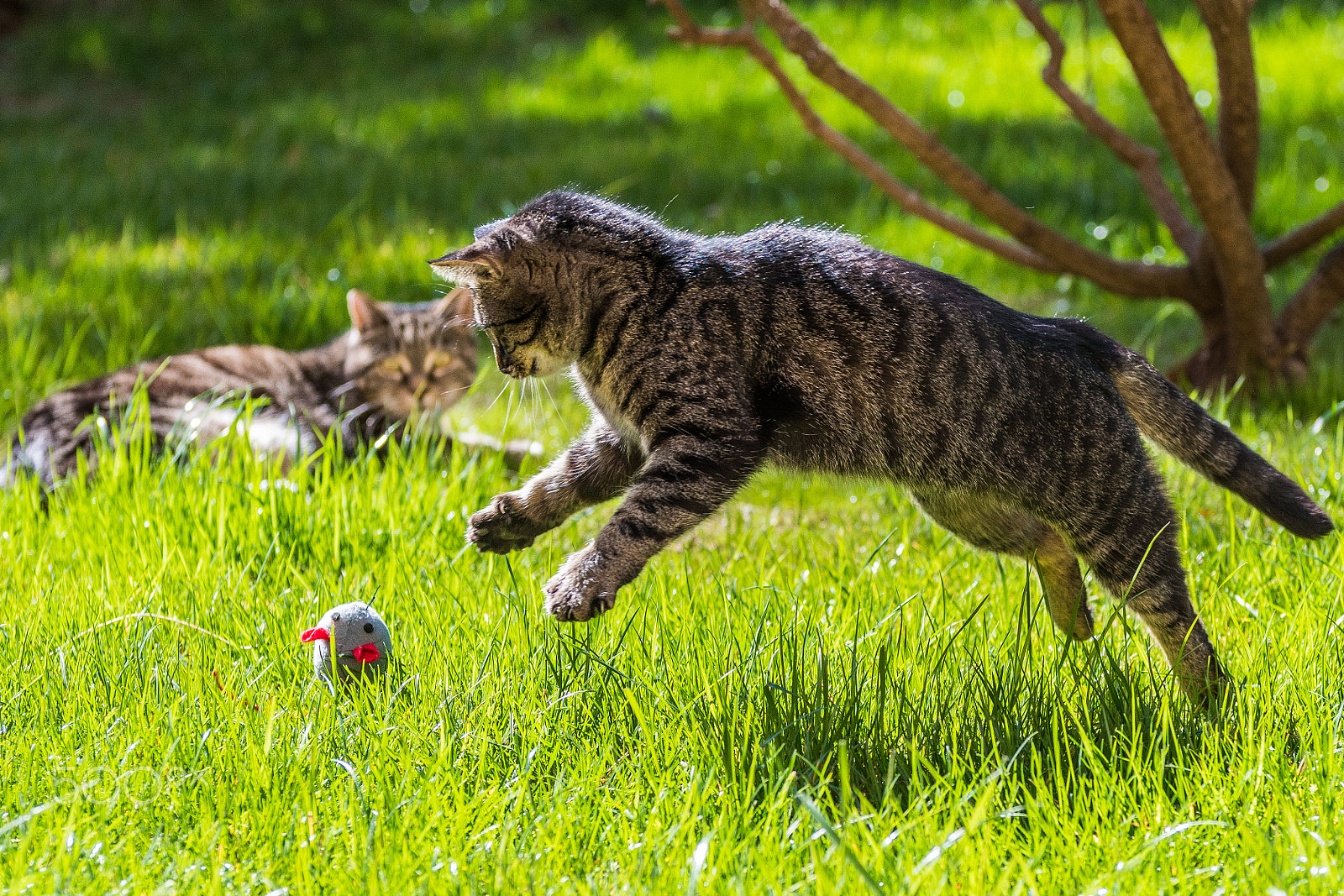 Nikon D500 sample photo. Playing cat 2 photography