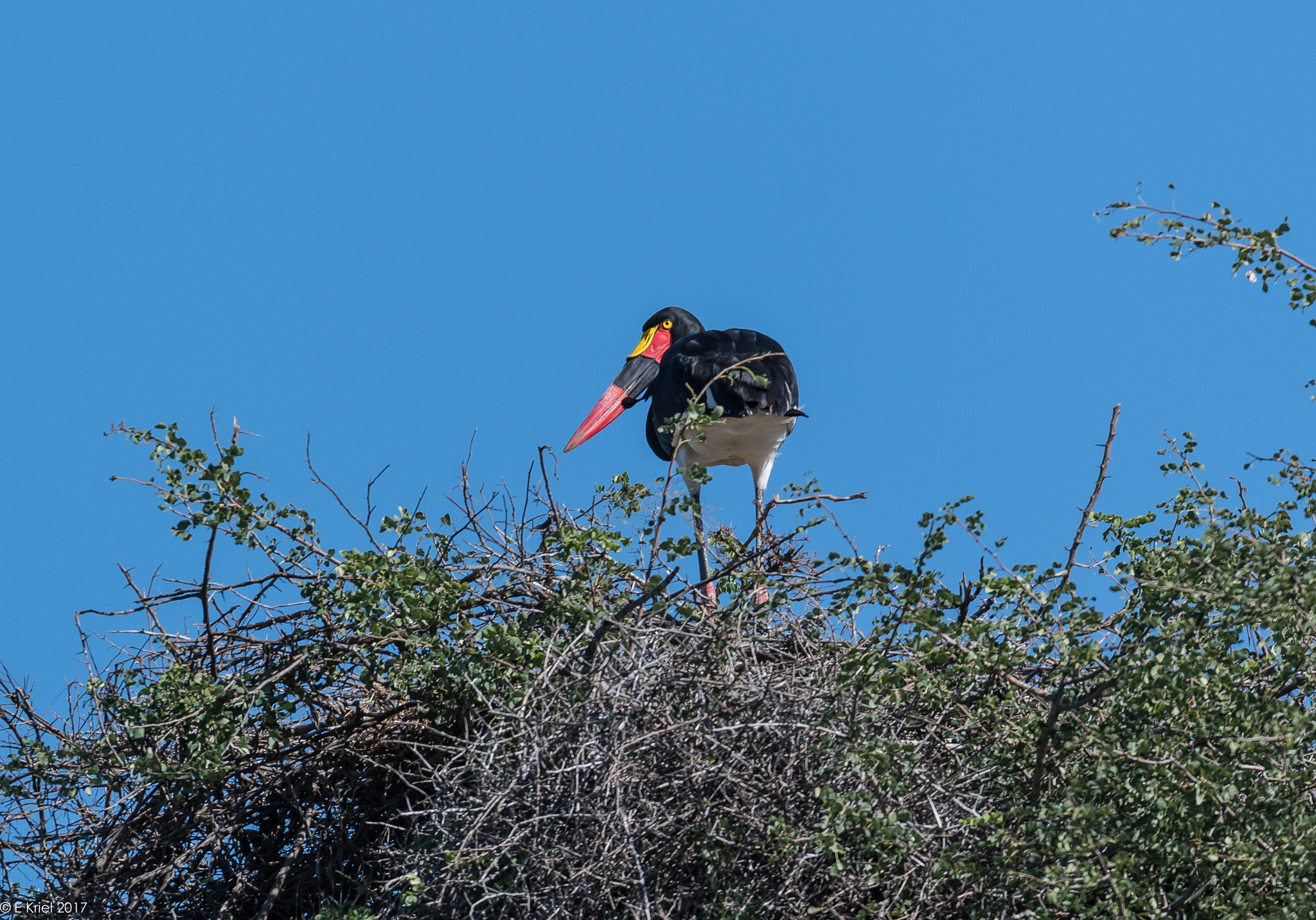 Nikon D500 sample photo. Safari trip 2017 - saddlebilled stork photography