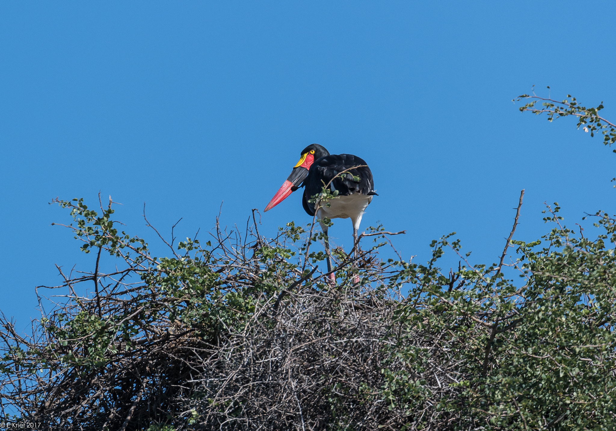 Nikon D500 + Nikon AF-S Nikkor 200-400mm F4G ED-IF VR sample photo. Safari trip 2017 - saddlebilled stork photography